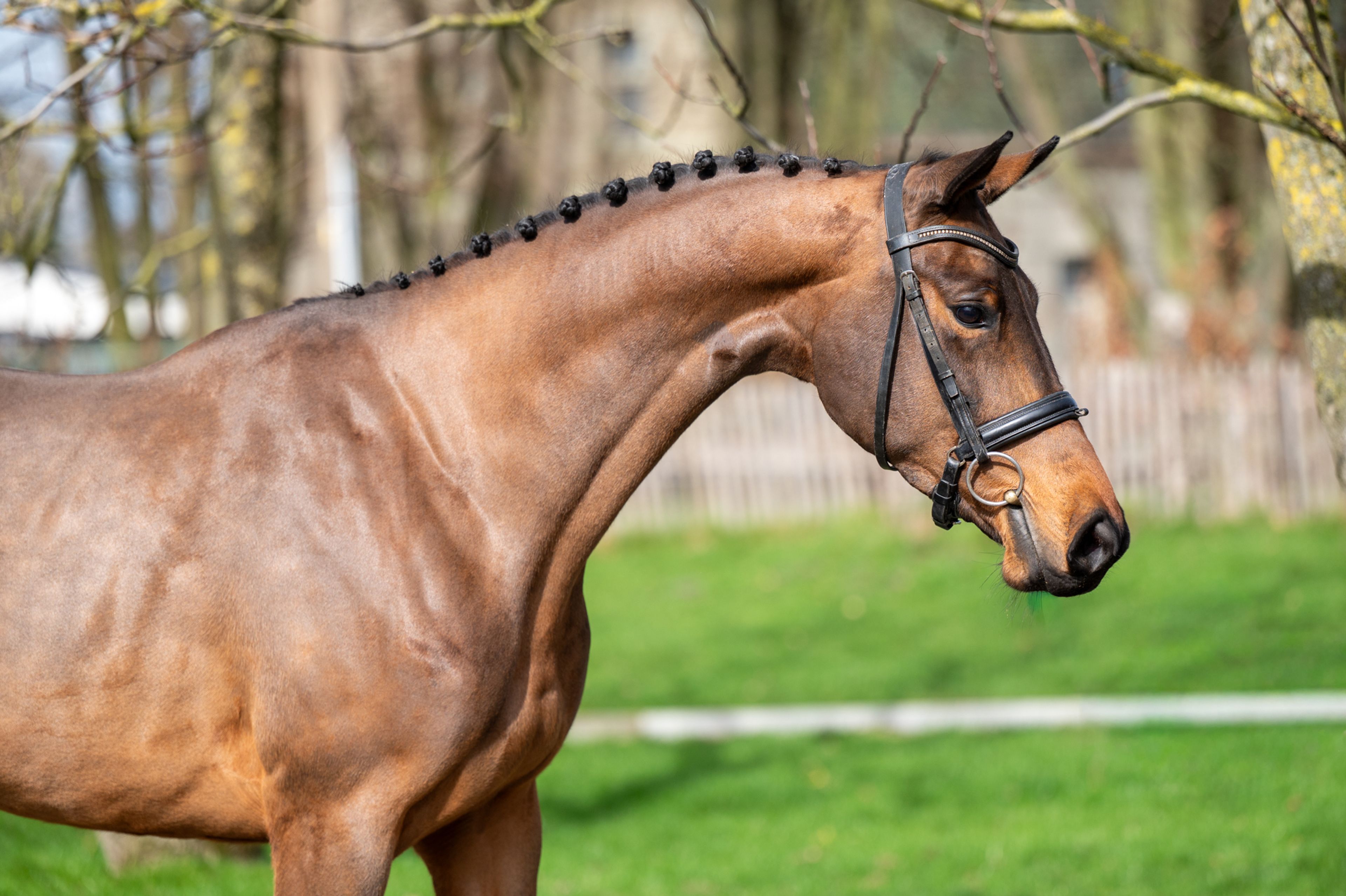 Corette 2 vd Wouw  Z (CORNELIUS VD WOUW Z x MINUTE MAN) - Image 4