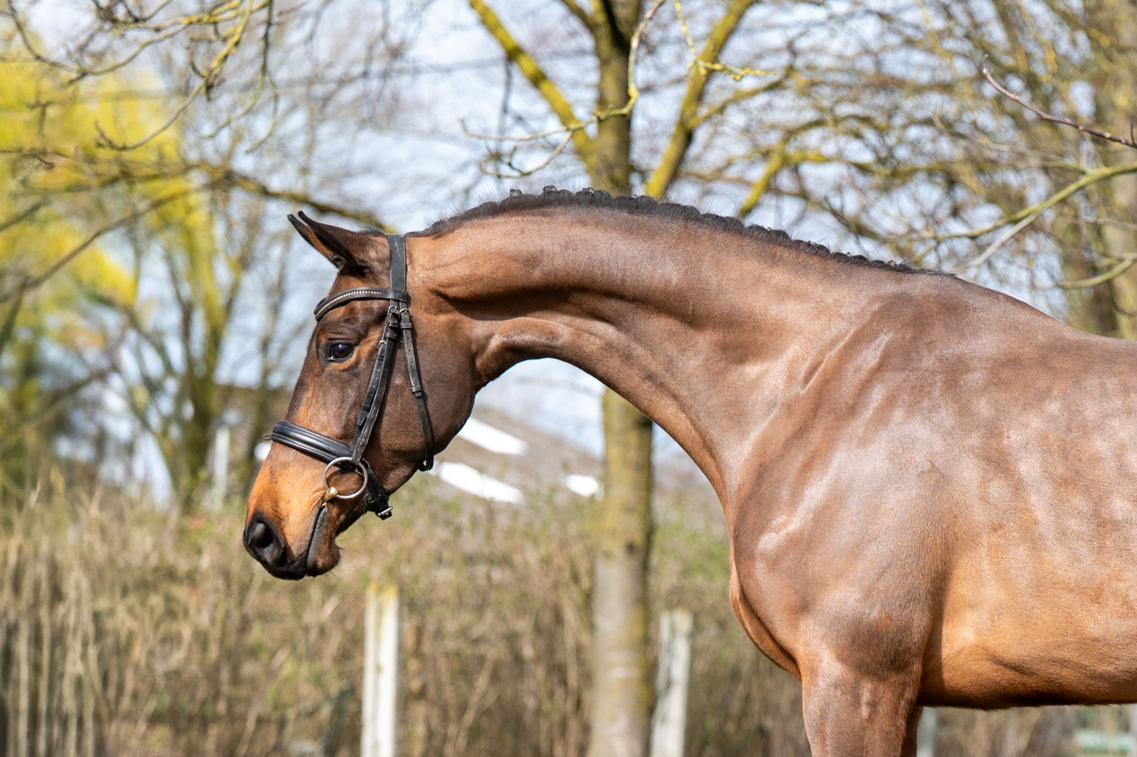 Corette 2 vd Wouw  Z (CORNELIUS VD WOUW Z x MINUTE MAN) - Image 5