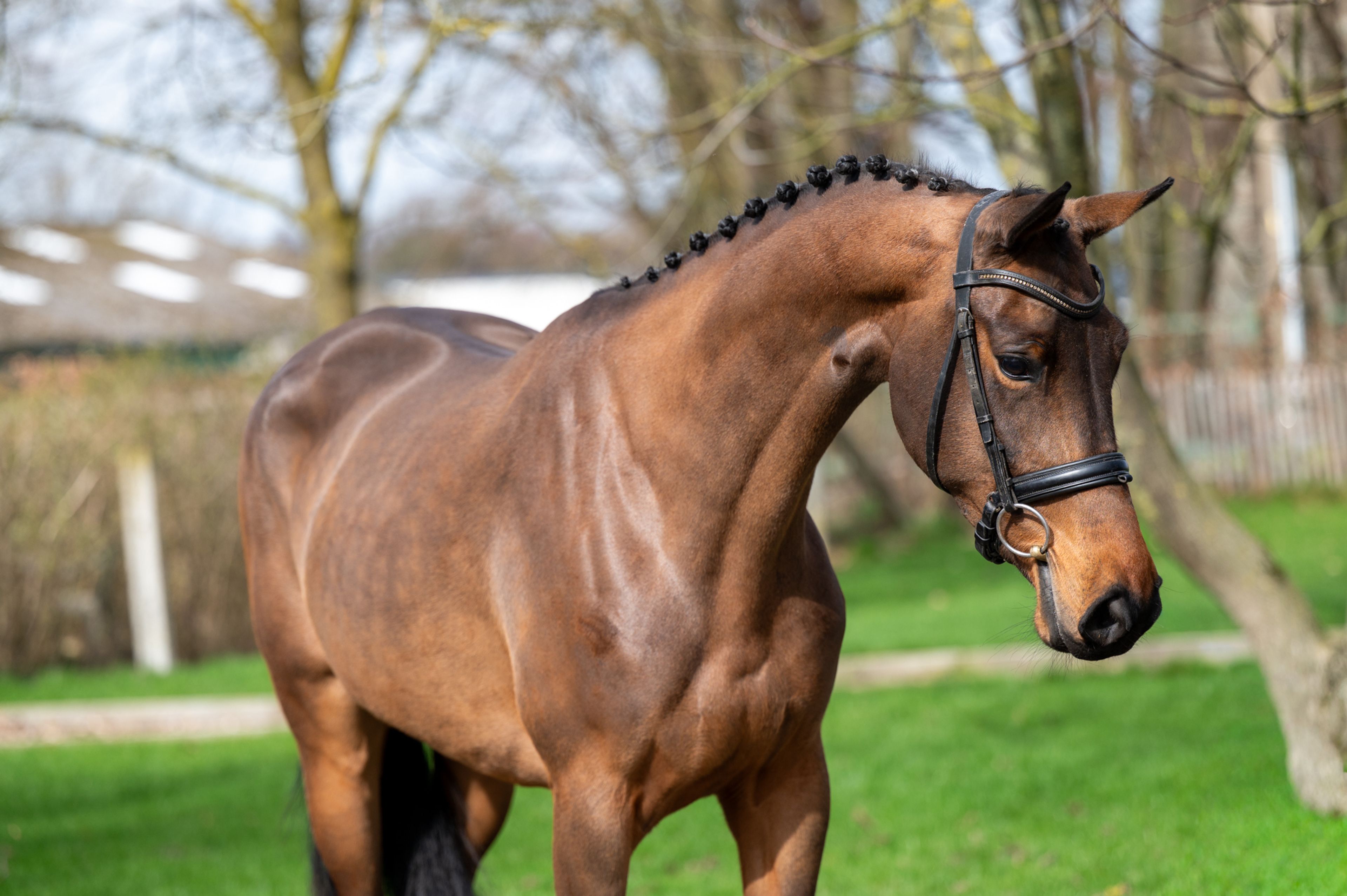 Corette 2 vd Wouw  Z (CORNELIUS VD WOUW Z x MINUTE MAN) - Image 6