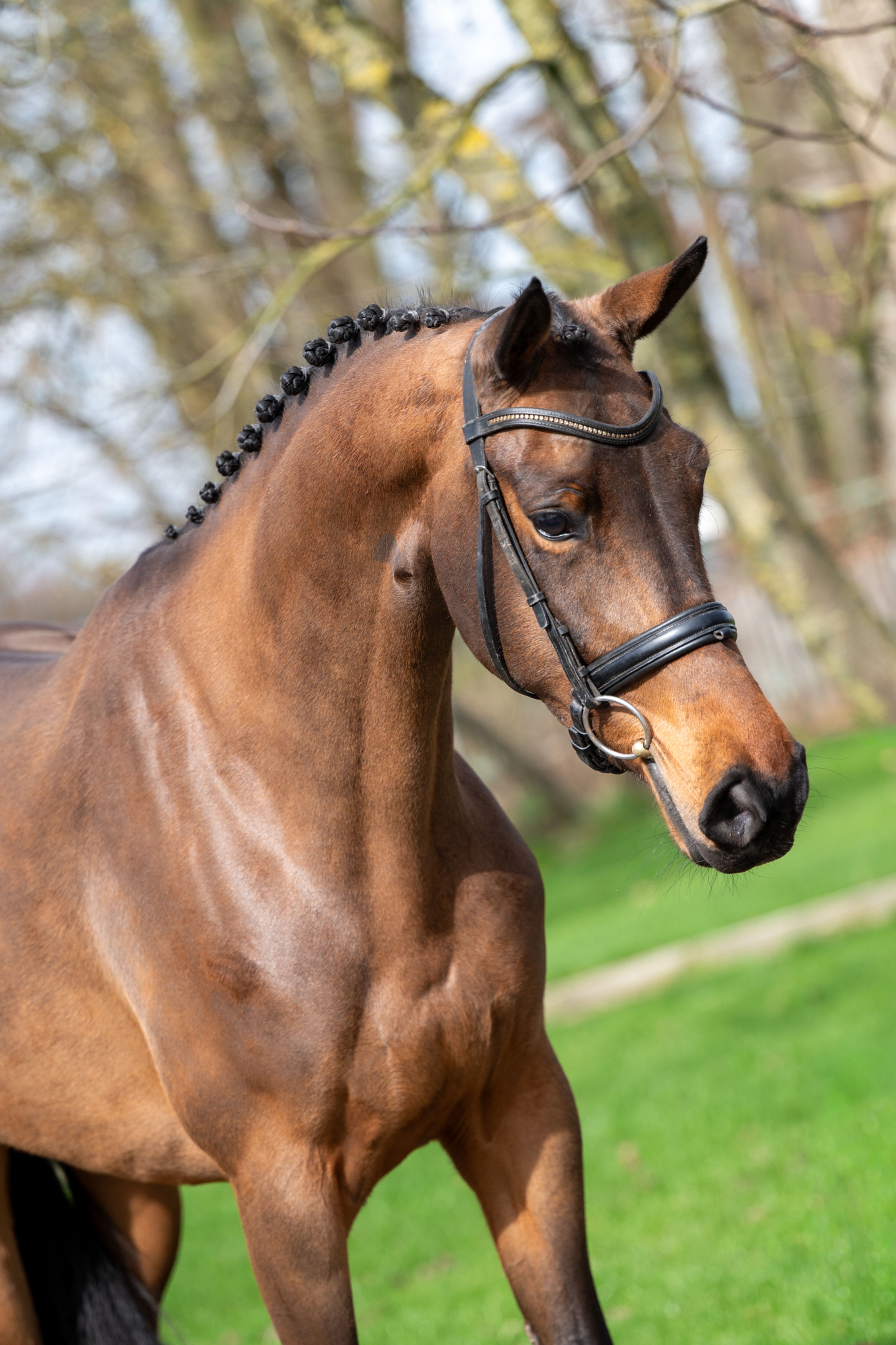 Corette 2 vd Wouw  Z (CORNELIUS VD WOUW Z x MINUTE MAN) - Image 7