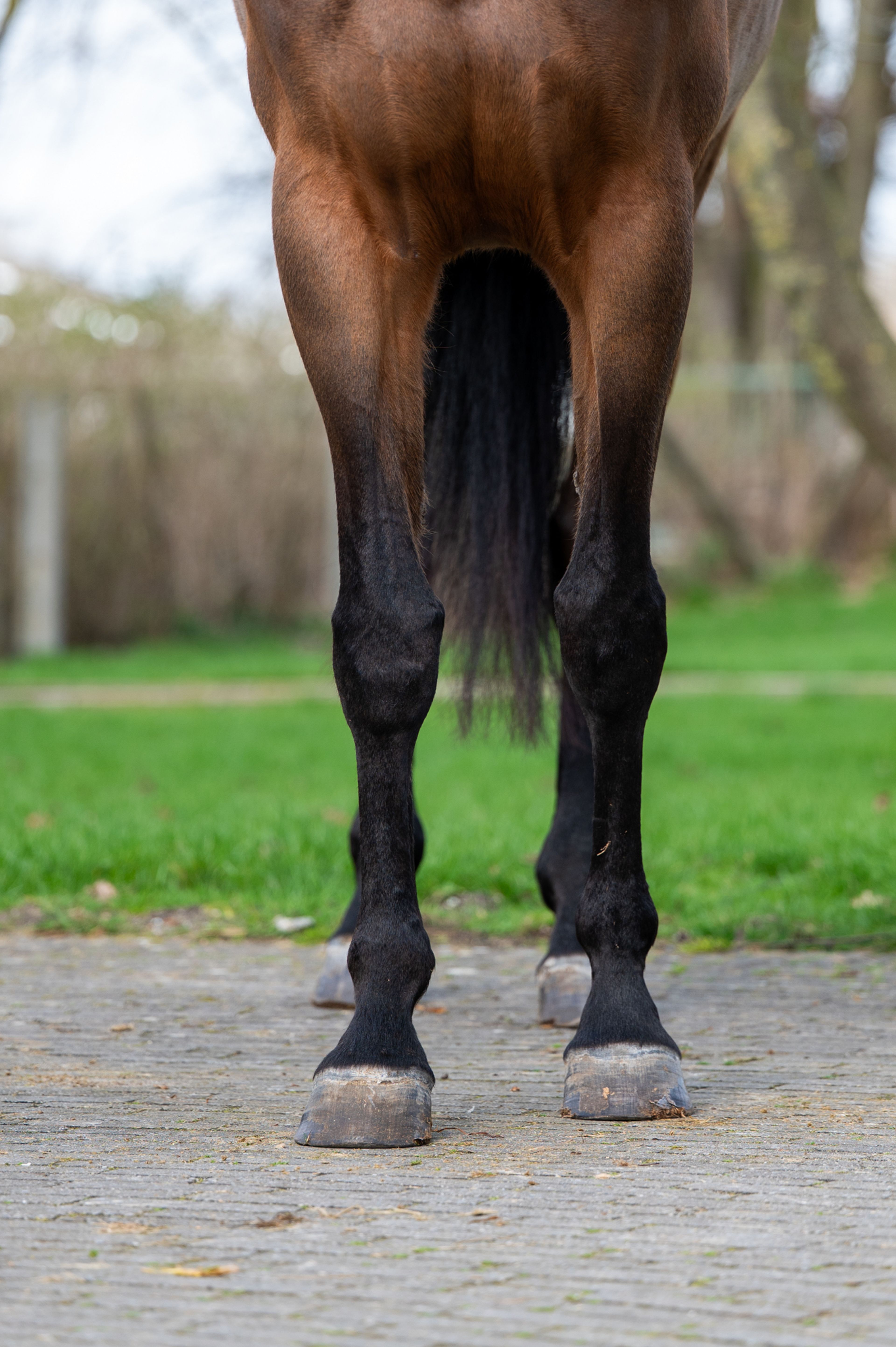 Corette 2 vd Wouw  Z (CORNELIUS VD WOUW Z x MINUTE MAN) - Image 8