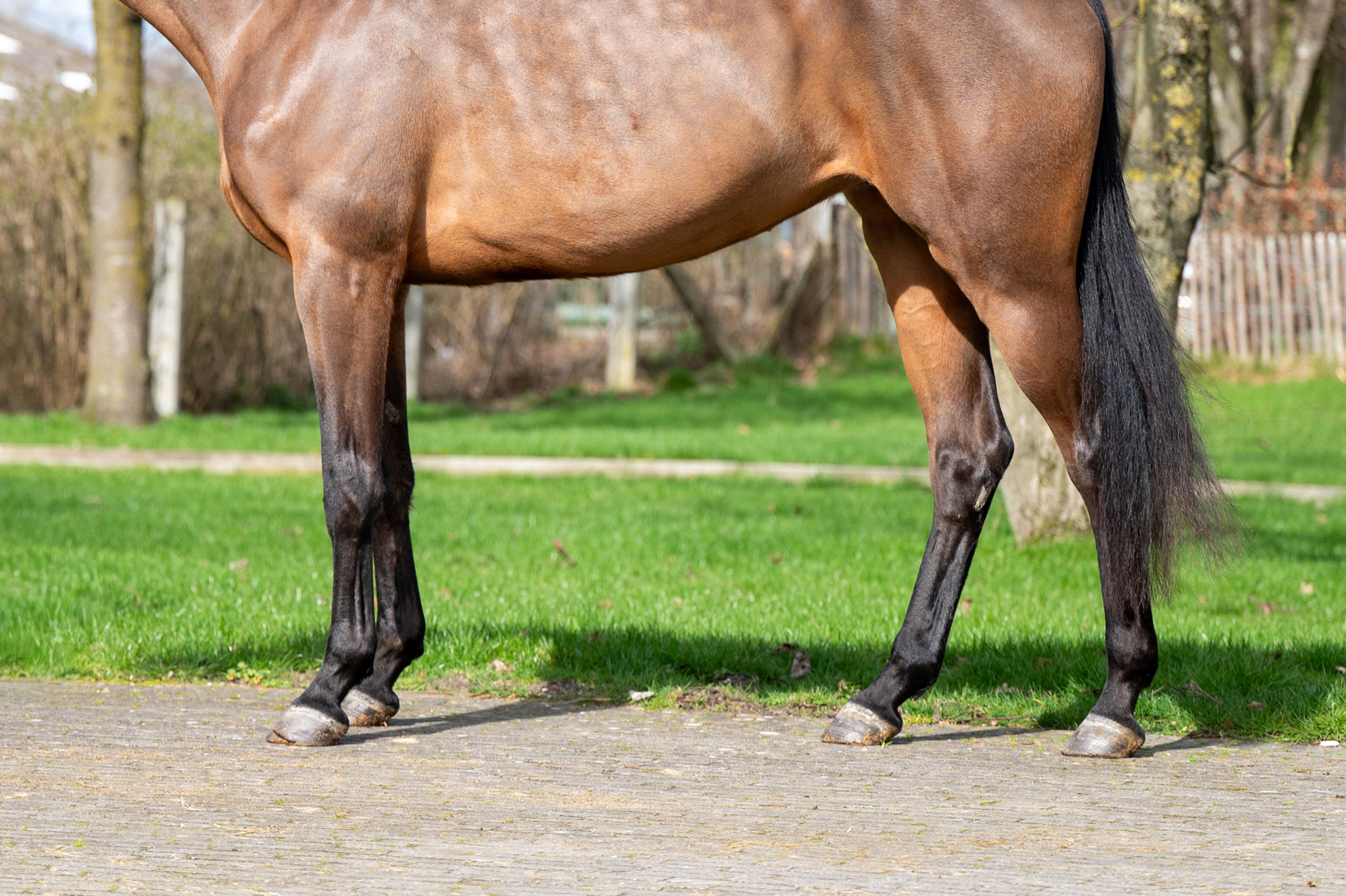 Corette 2 vd Wouw  Z (CORNELIUS VD WOUW Z x MINUTE MAN) - Image 10