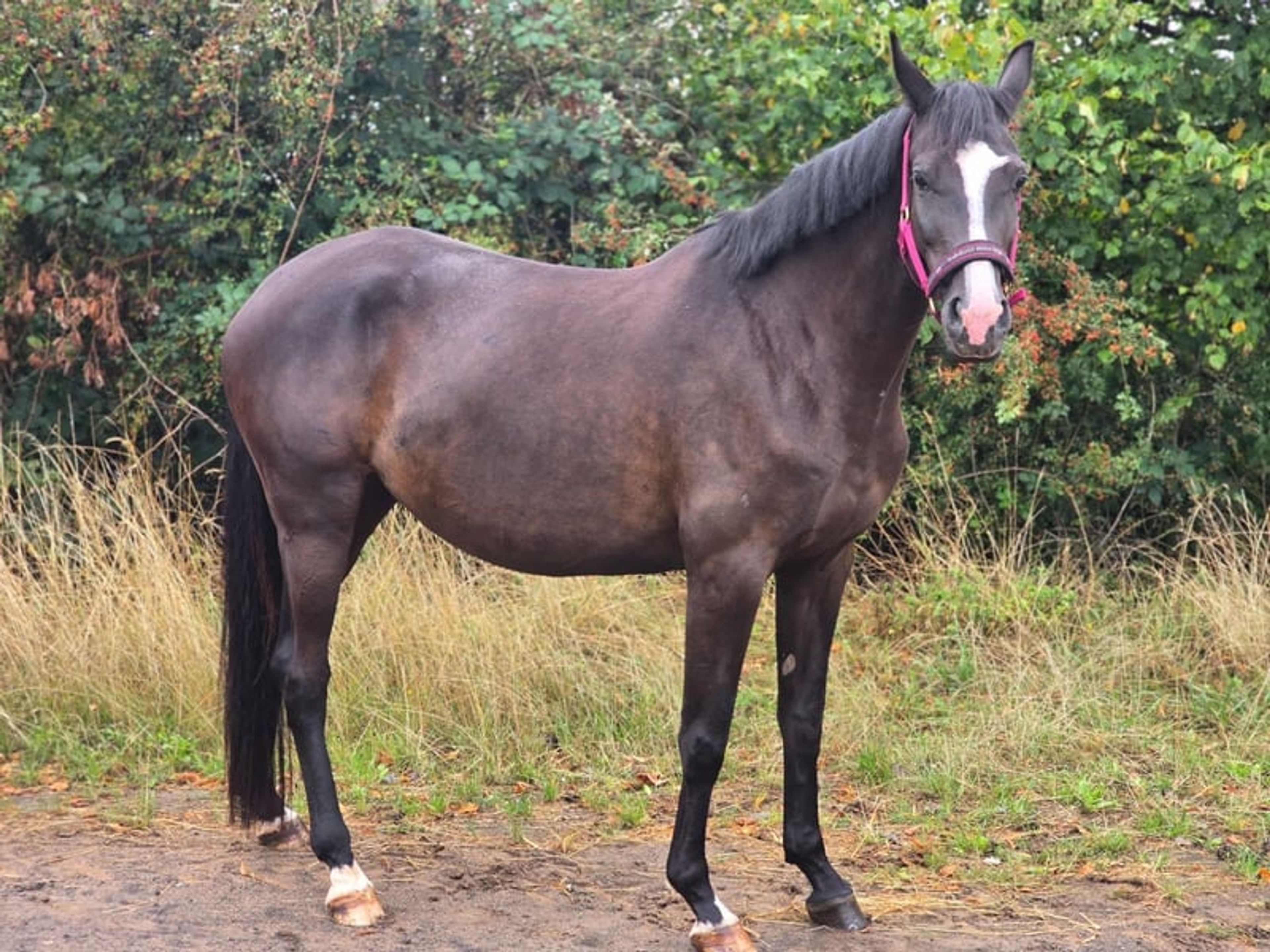 Proven performance bloodlines – the perfect family all-rounder - Image 2