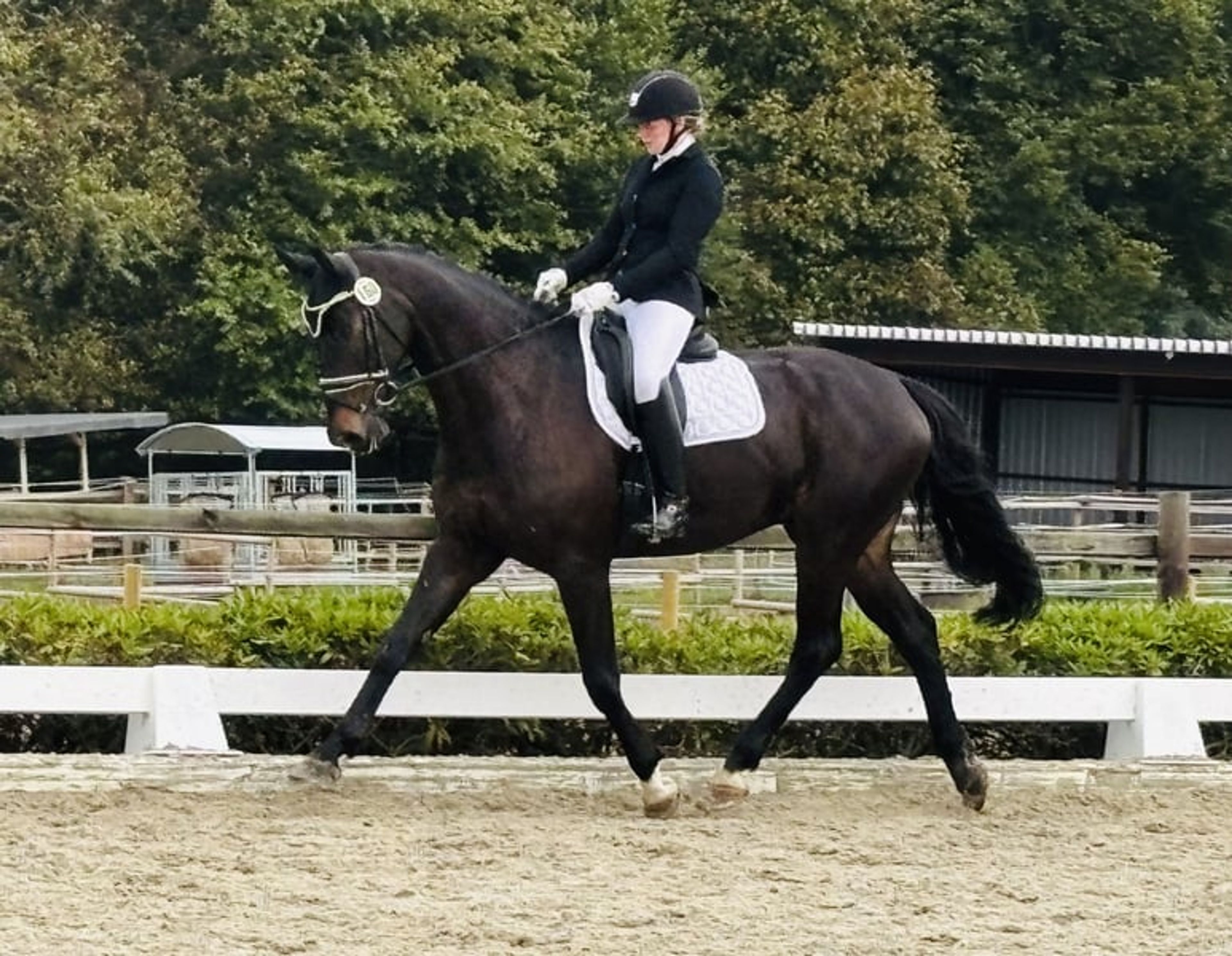 Amateur-friendly dressage horse