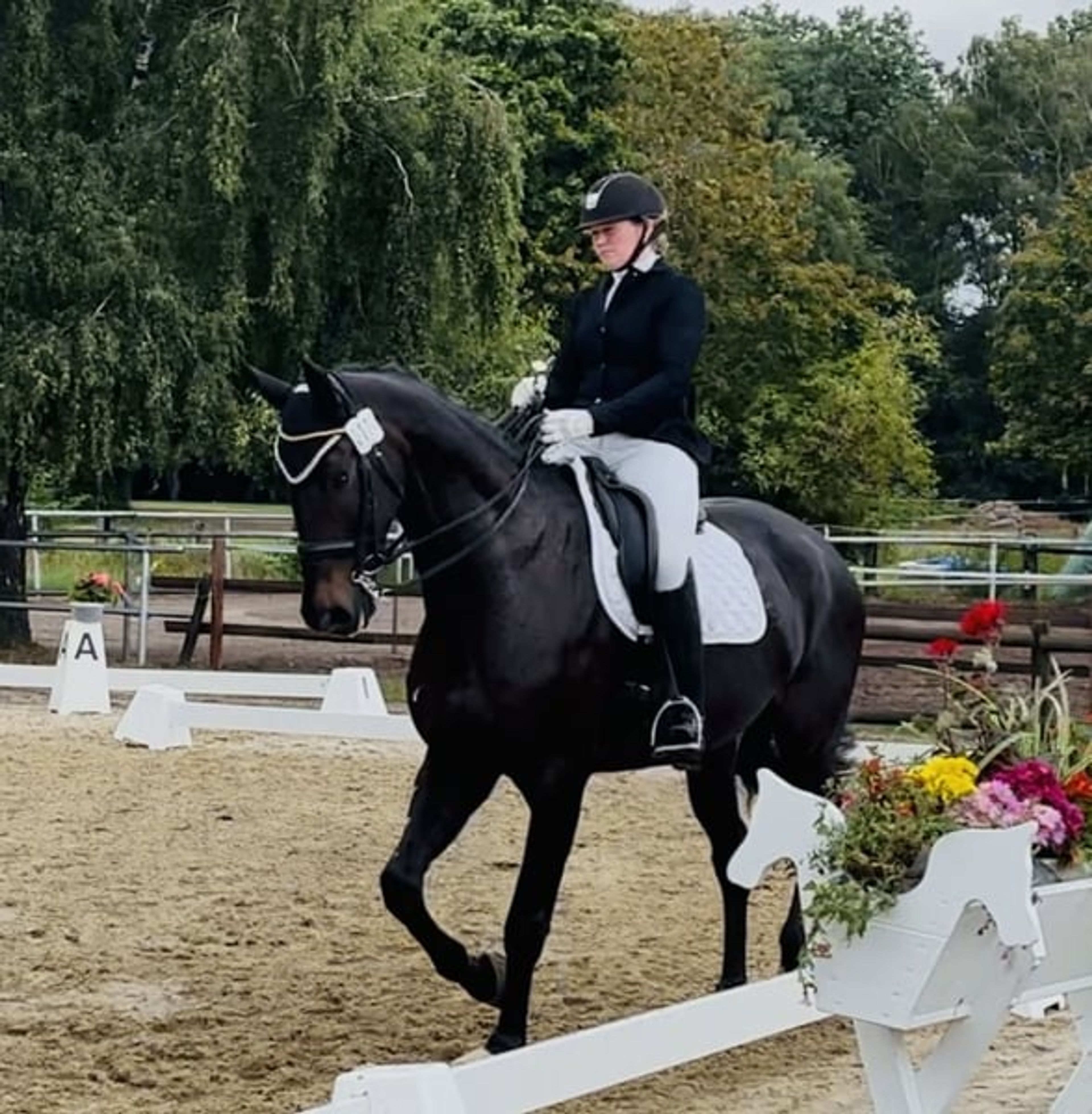 Amateur-friendly dressage horse - Image 2