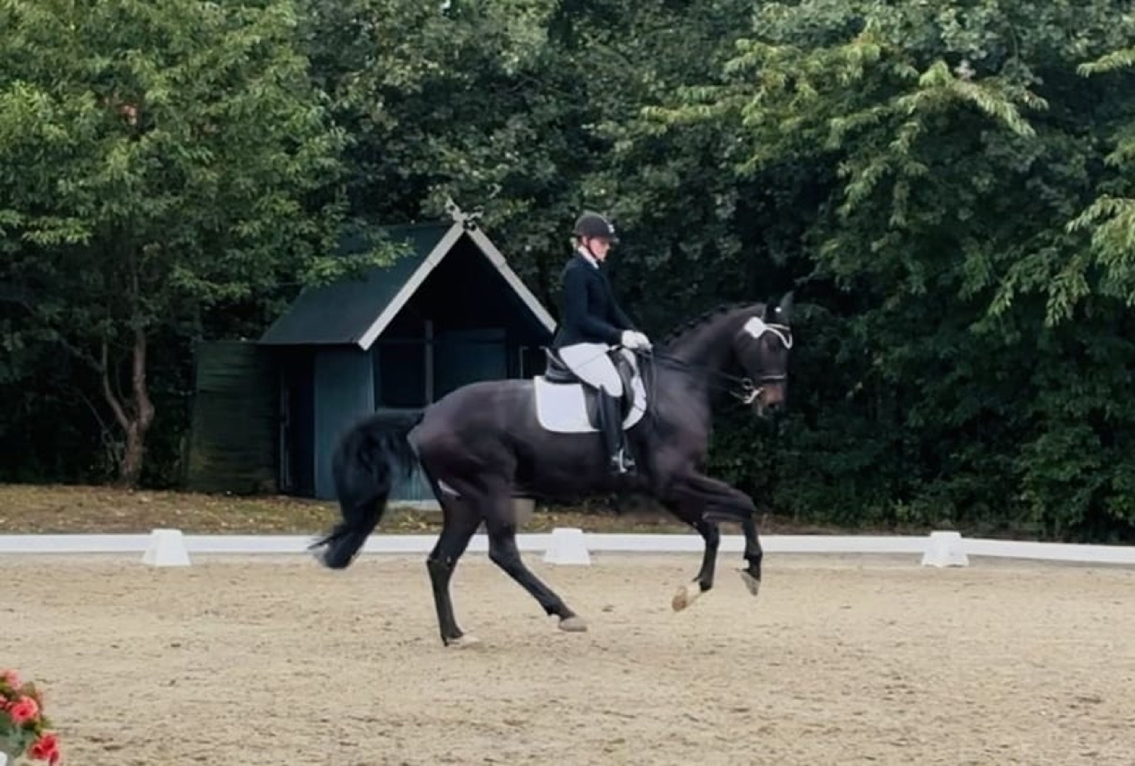 Amateur-friendly dressage horse - Image 4