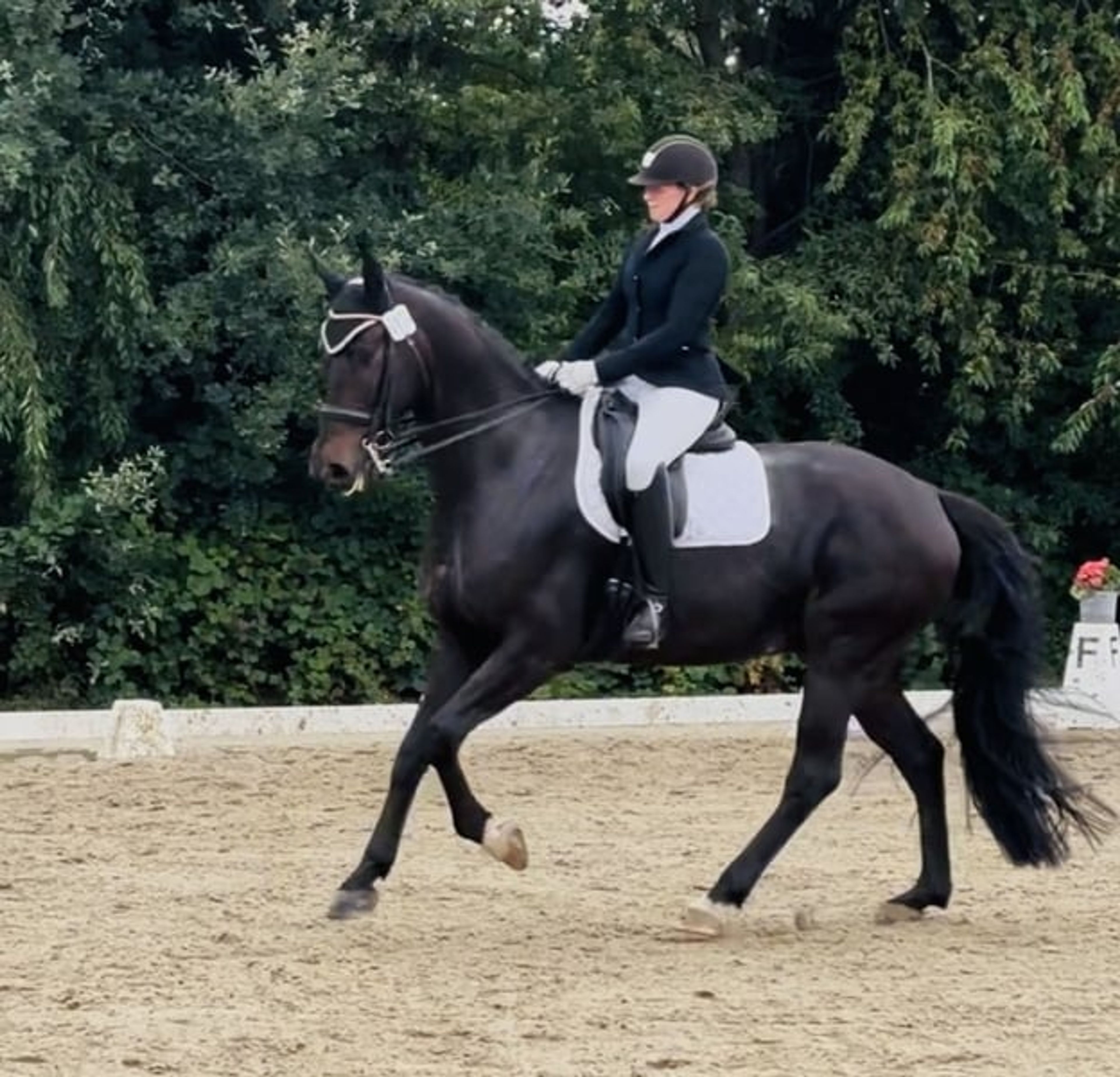 Amateur-friendly dressage horse - Image 5