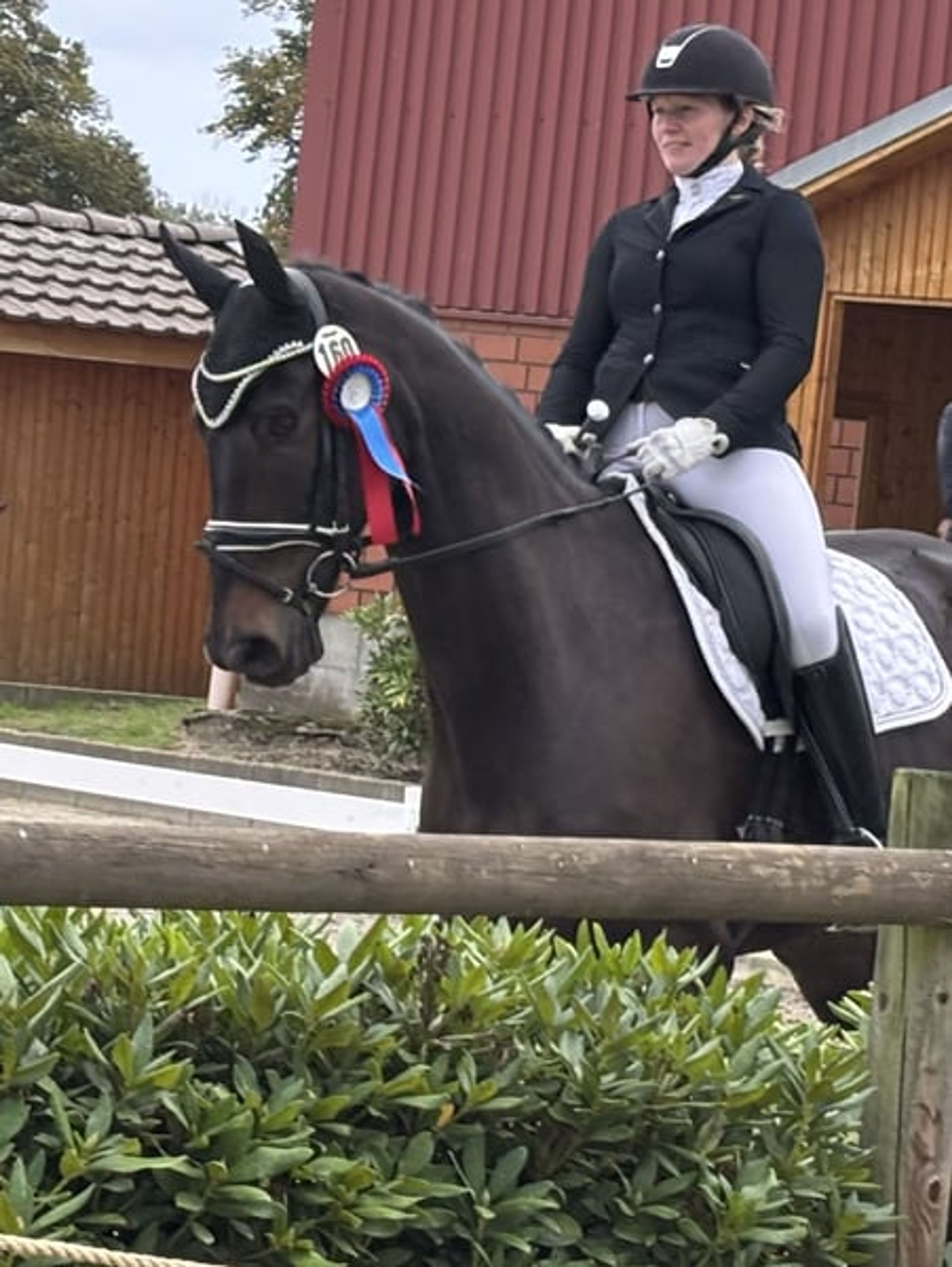 Amateur-friendly dressage horse - Image 6