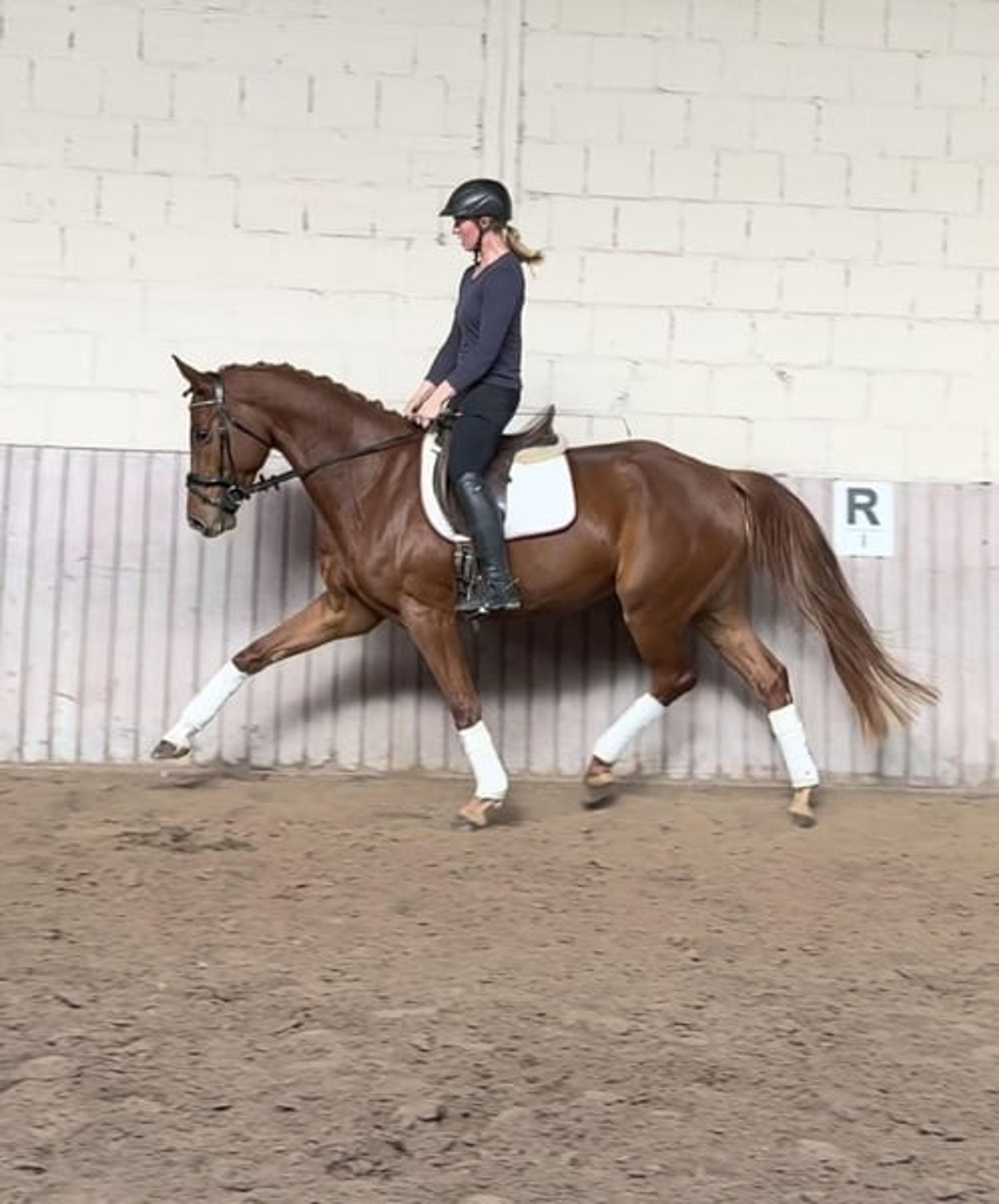 Stunning Buddy with an exceptional temperament - Image 1
