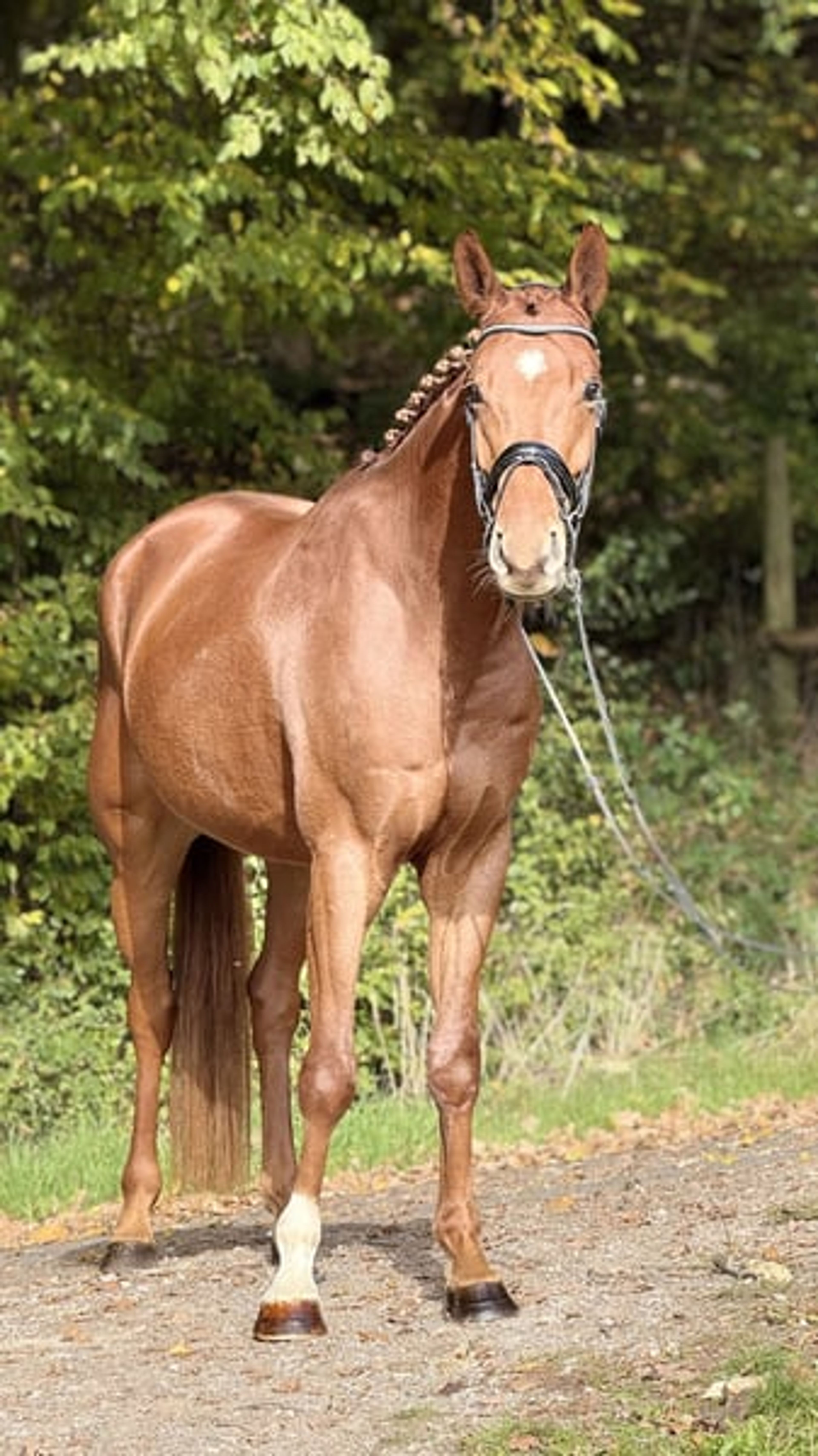 Stunning Buddy with an exceptional temperament - Image 2
