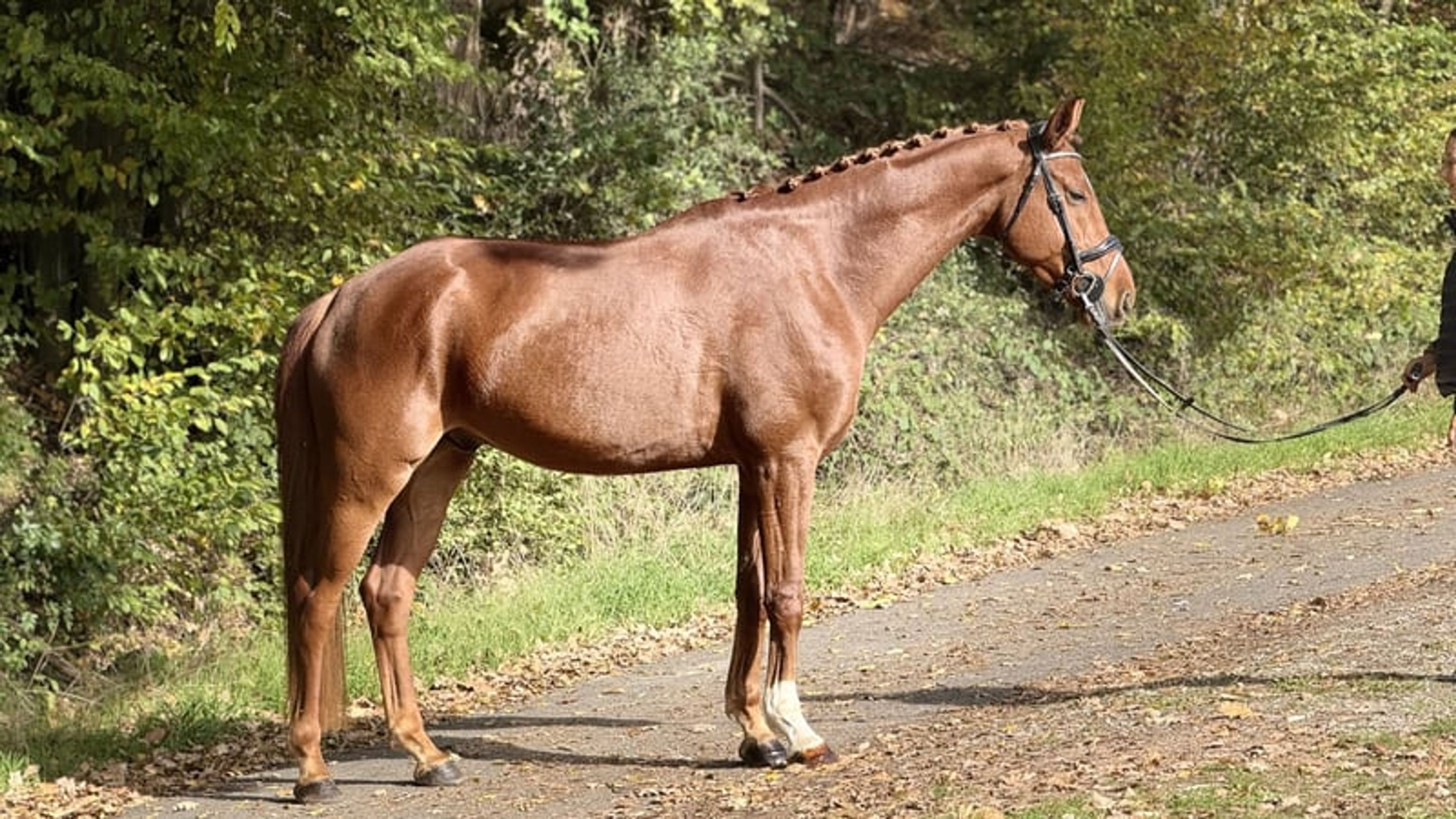 Stunning Buddy with an exceptional temperament - Image 3