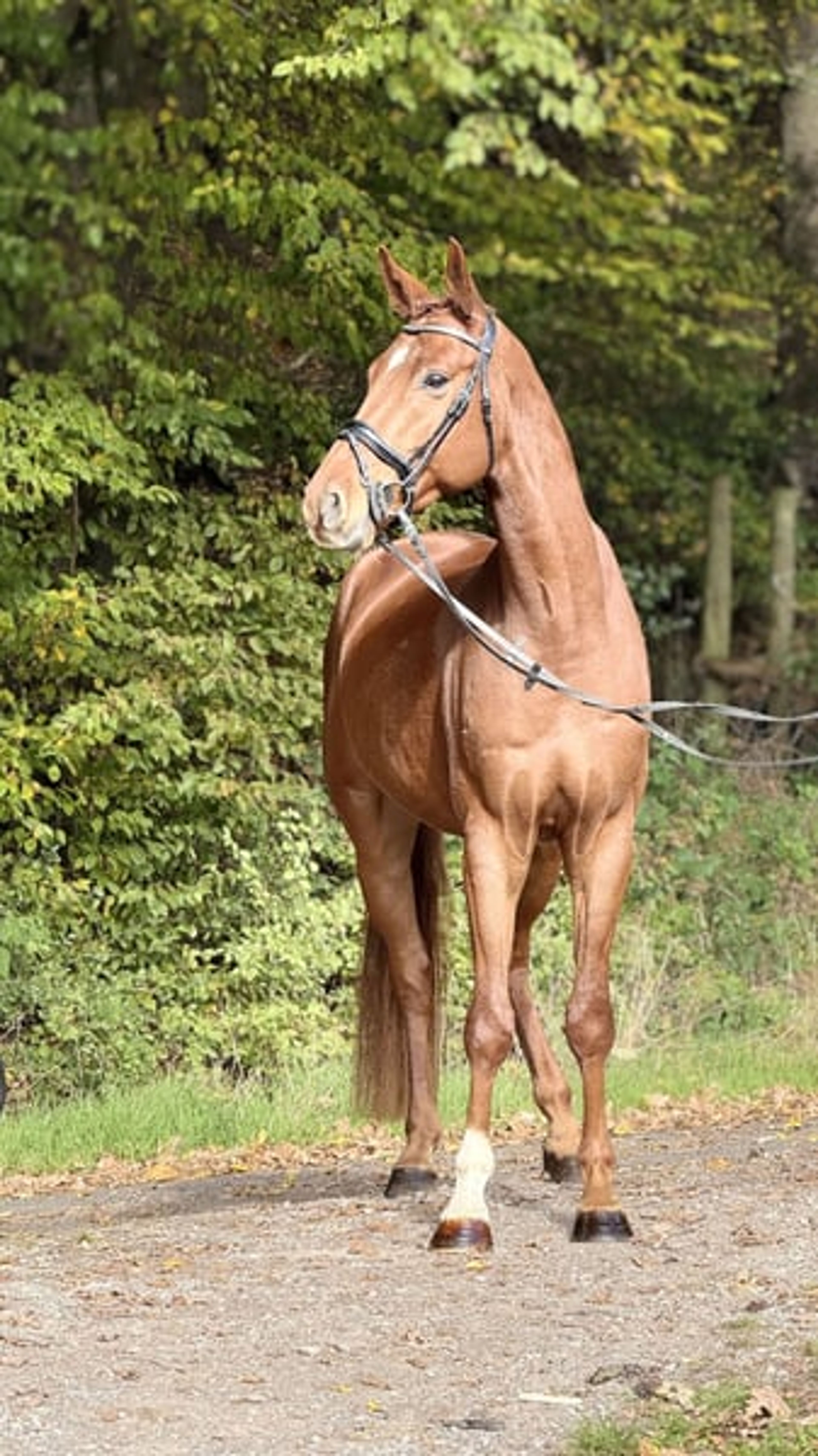 Stunning Buddy with an exceptional temperament - Image 4