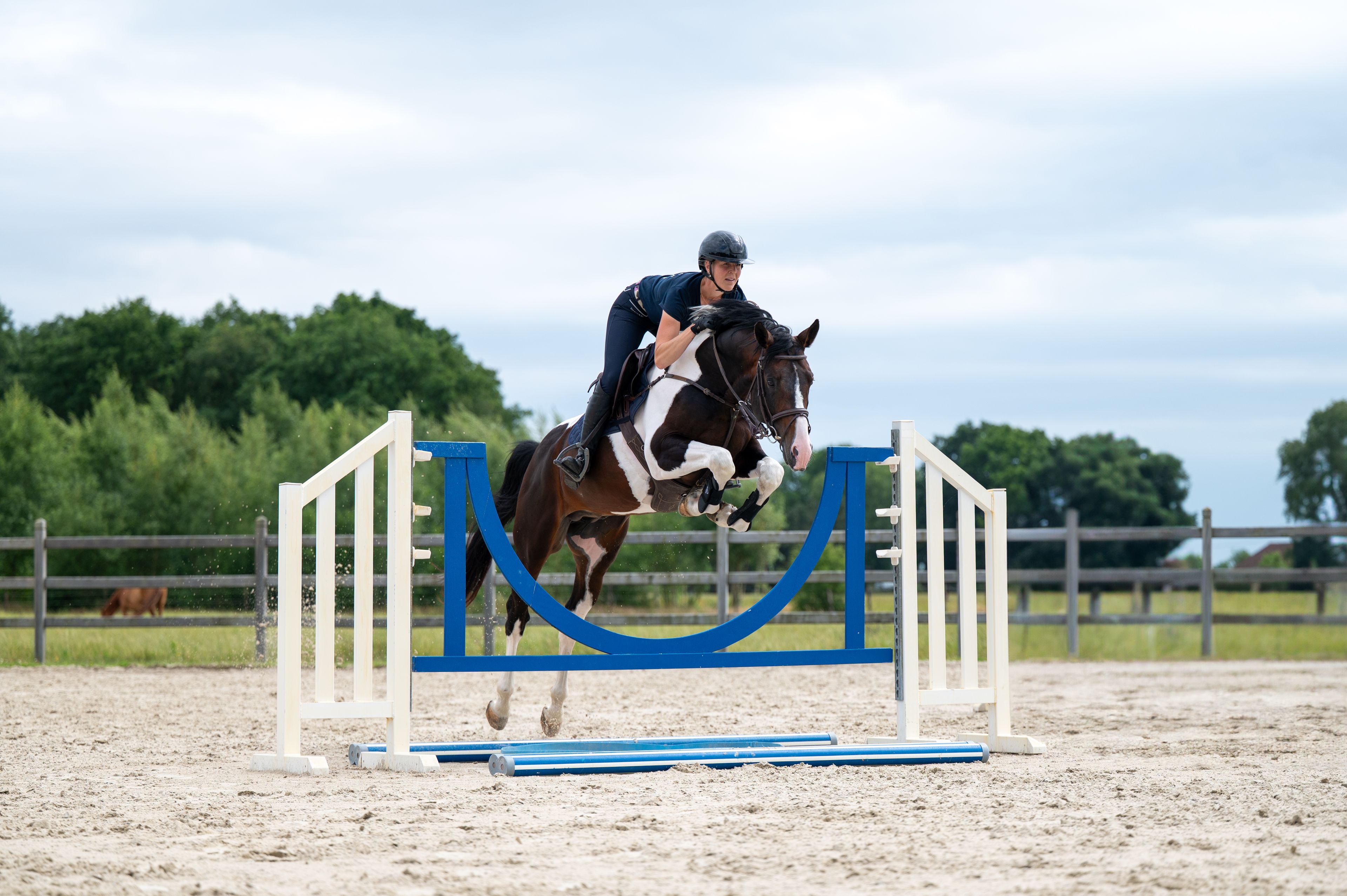 Covering French Look van Erpekom Z (FRENCH TOUCH’S DREAM x UDARCO VAN OVERIS)