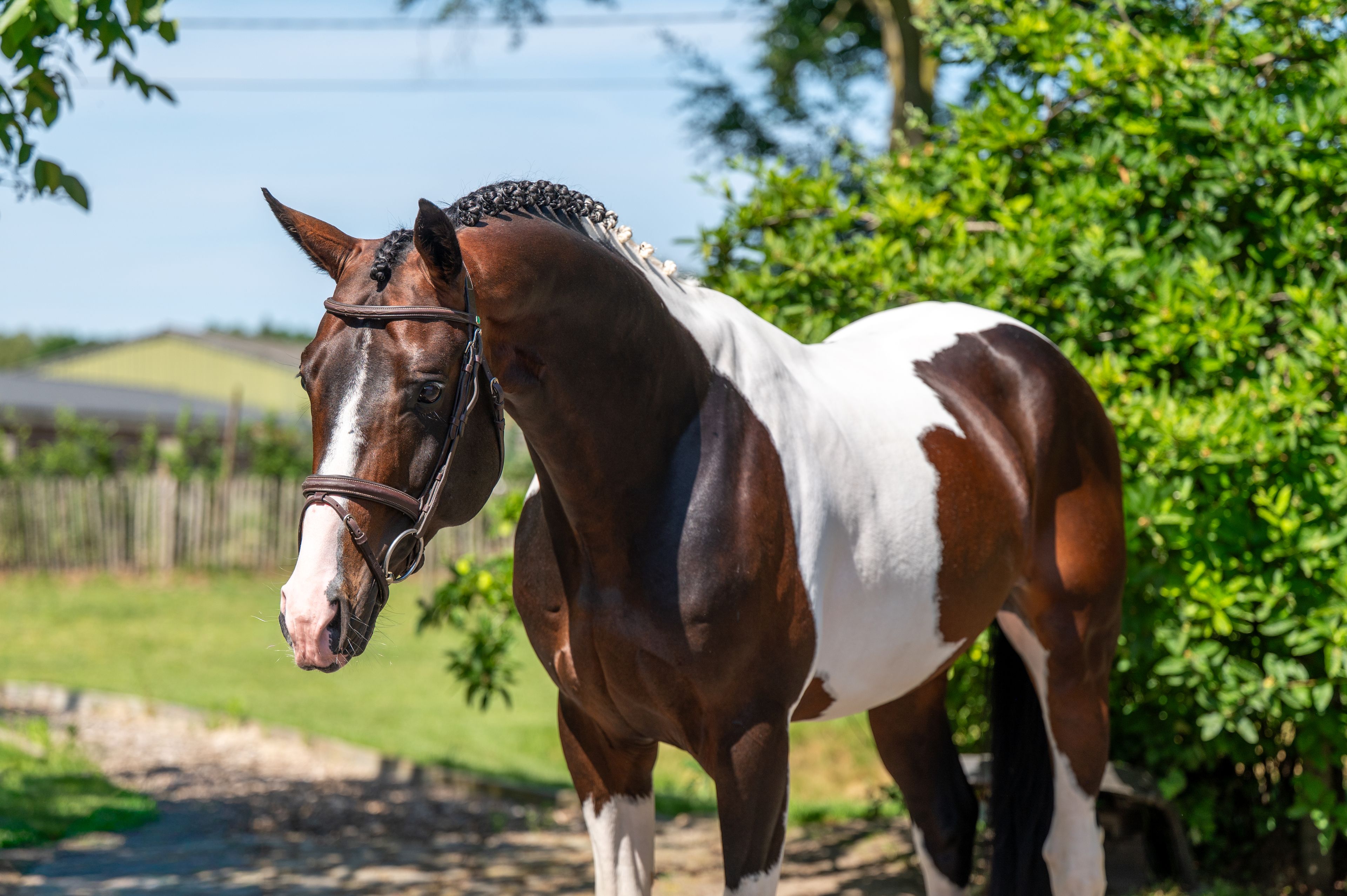 Covering French Look van Erpekom Z (FRENCH TOUCH’S DREAM x UDARCO VAN OVERIS) - Image 2