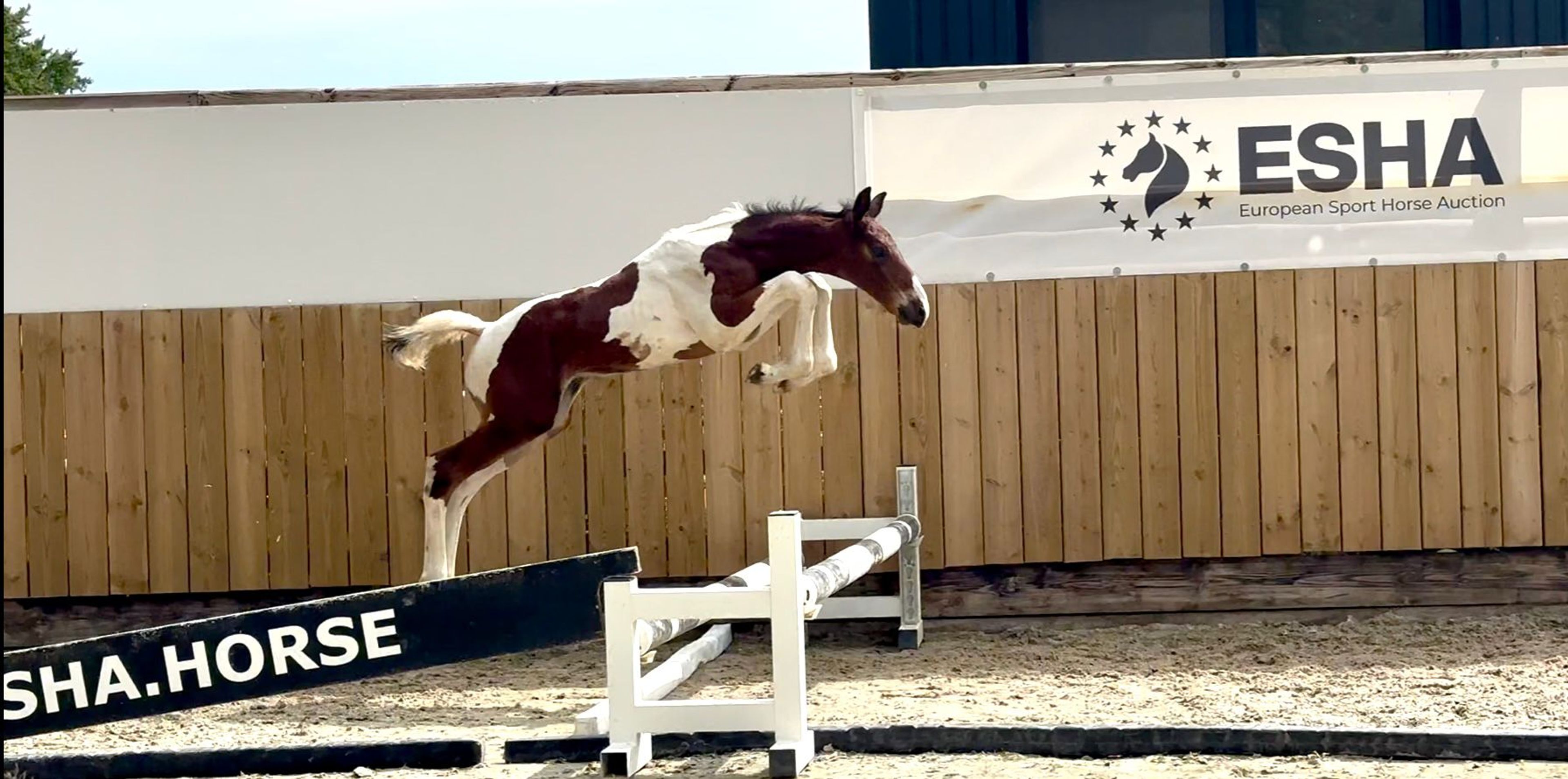 Covering French Look van Erpekom Z (FRENCH TOUCH’S DREAM x UDARCO VAN OVERIS) - Image 3