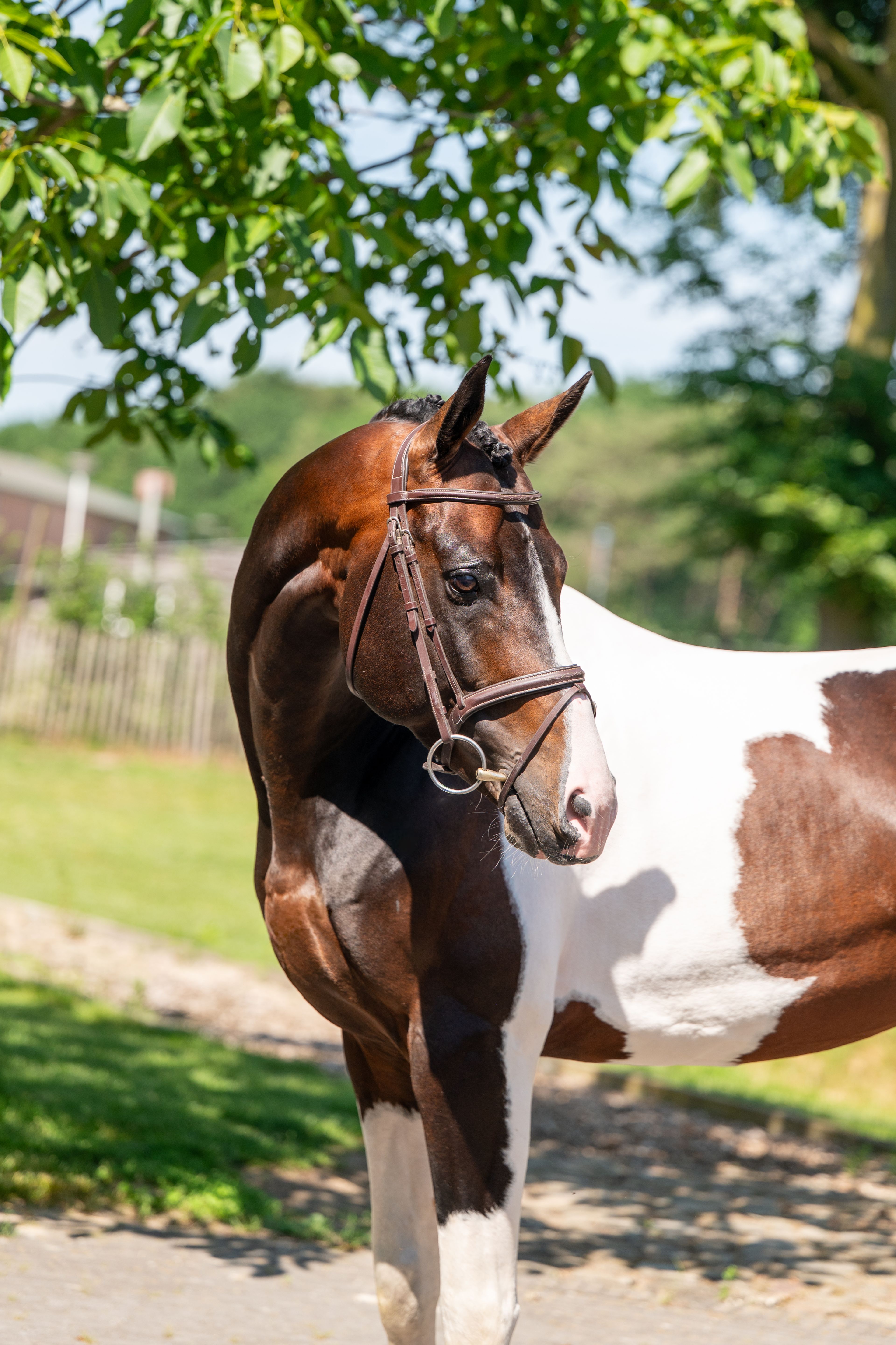 Covering French Look van Erpekom Z (FRENCH TOUCH’S DREAM x UDARCO VAN OVERIS) - Image 4