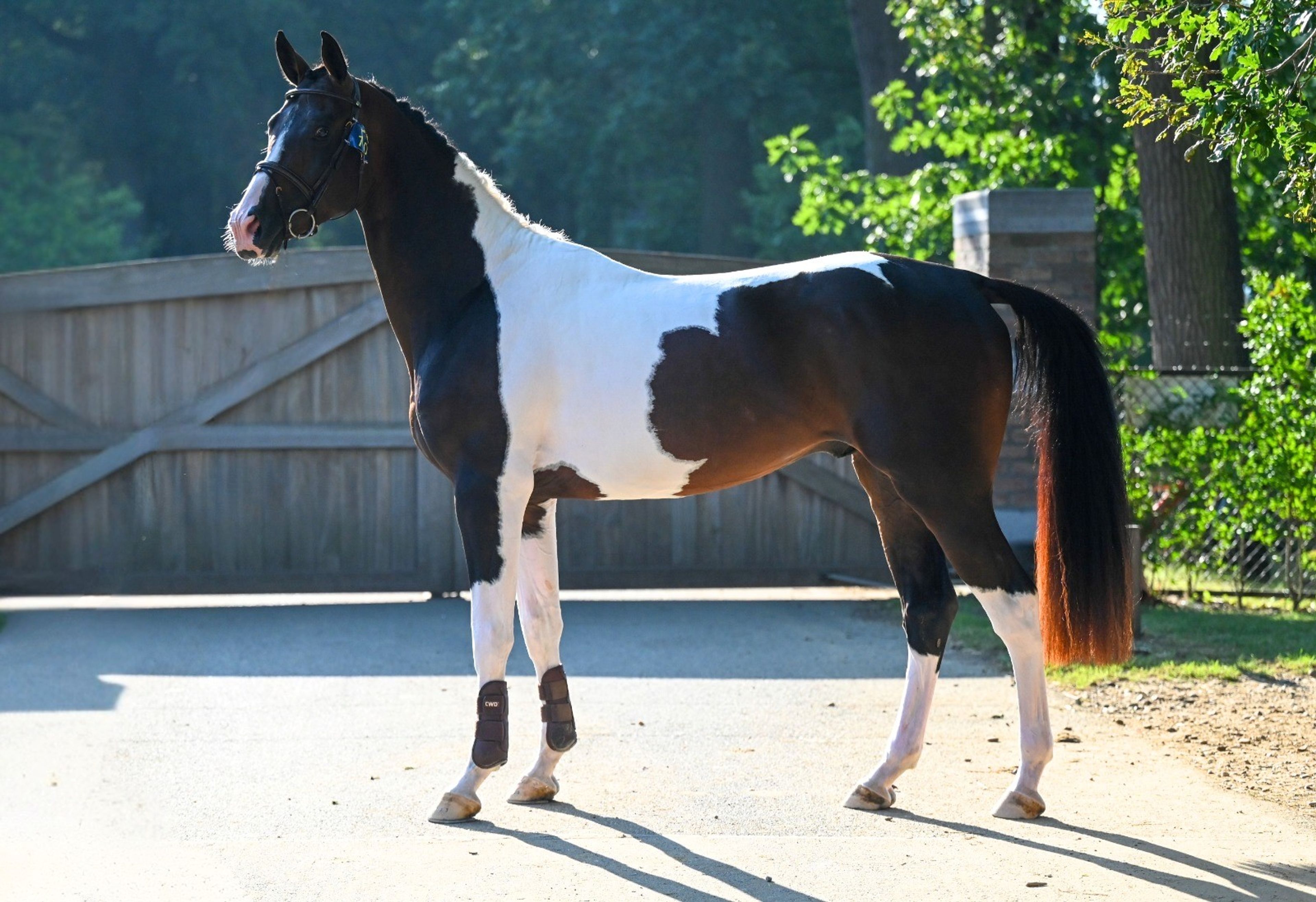 Covering French Look van Erpekom Z (FRENCH TOUCH’S DREAM x UDARCO VAN OVERIS) - Image 5