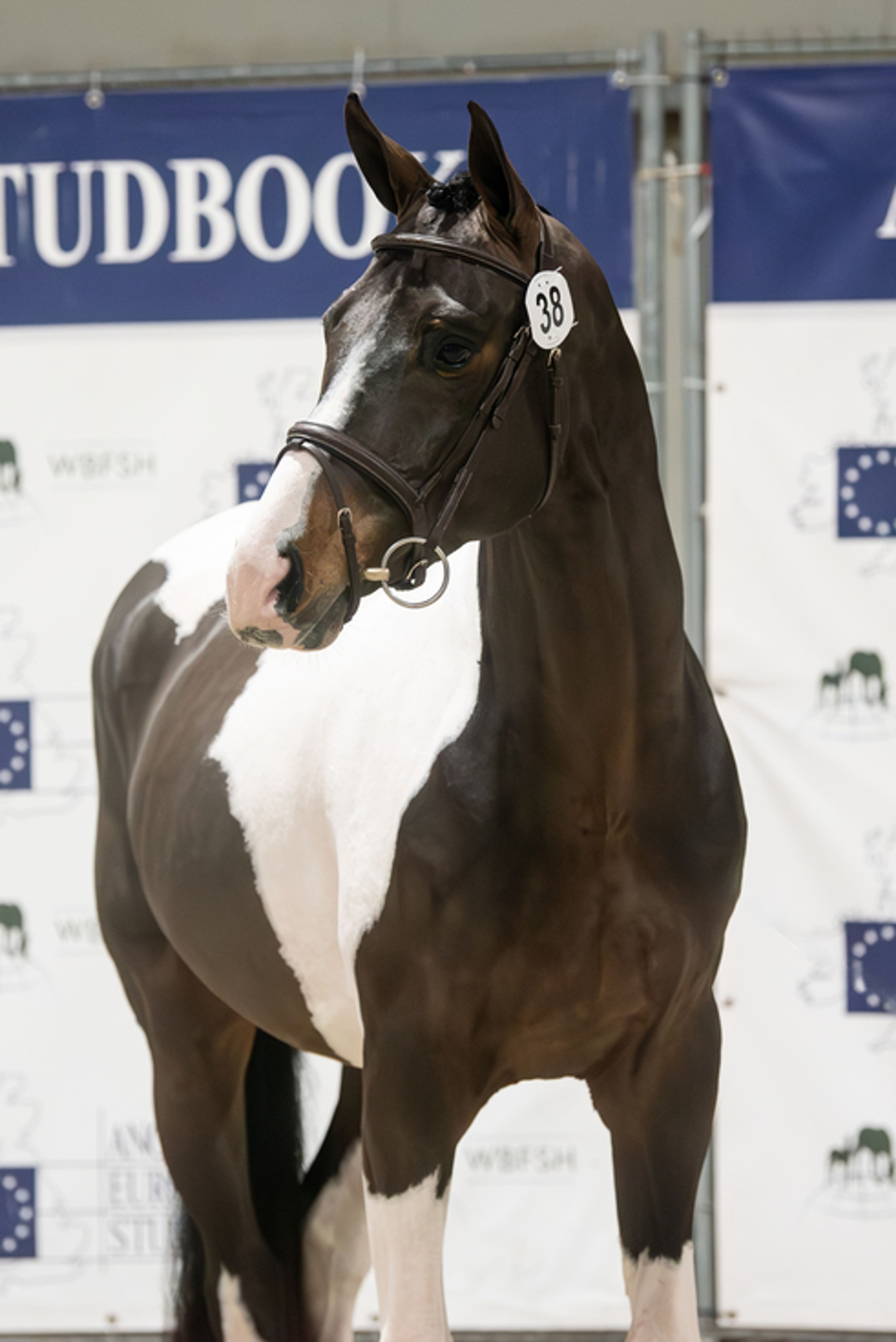 Covering French Look van Erpekom Z (FRENCH TOUCH’S DREAM x UDARCO VAN OVERIS) - Image 6