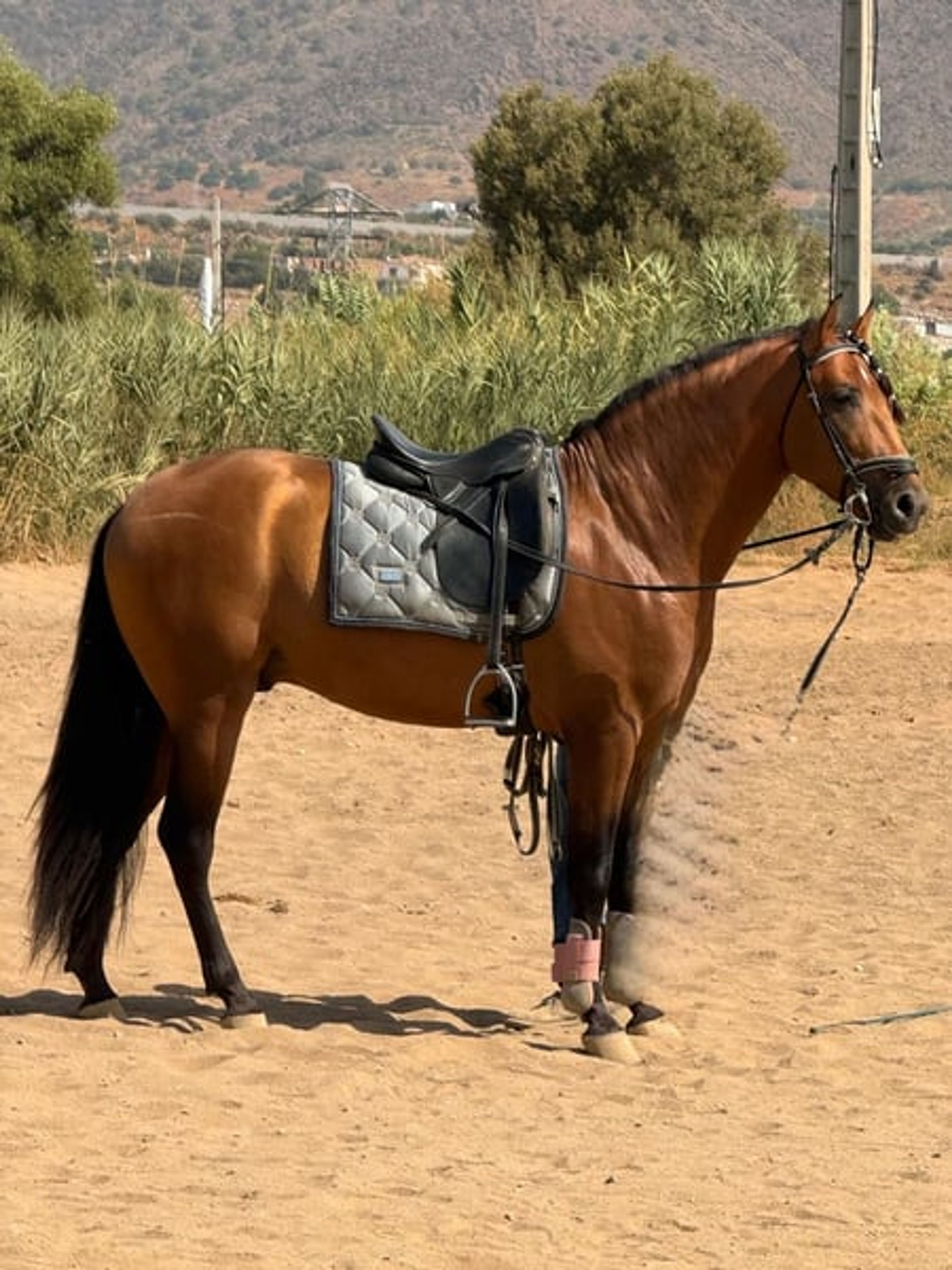 4-year-old P.R.E. stallion