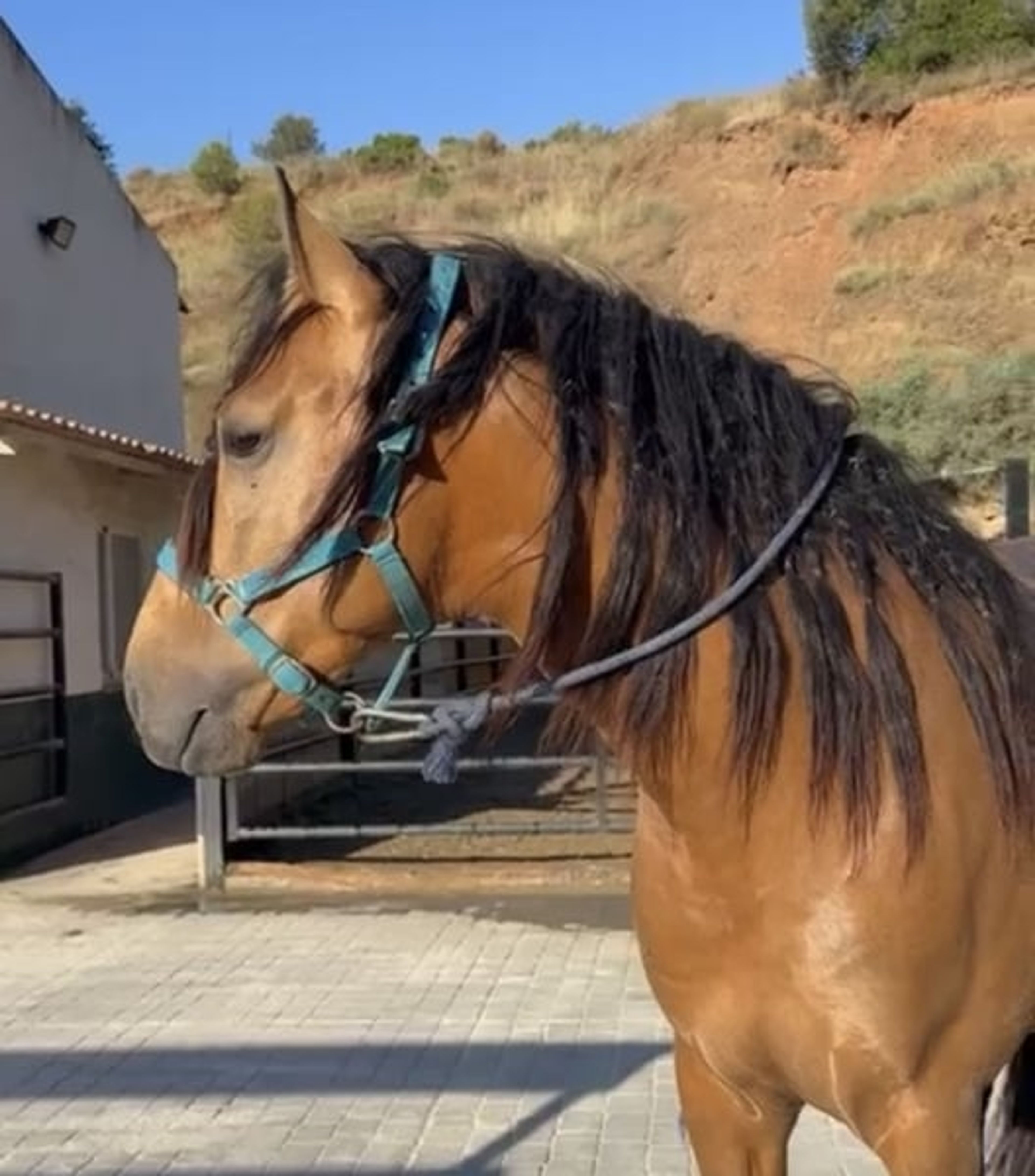 4-year-old P.R.E. stallion - Image 2
