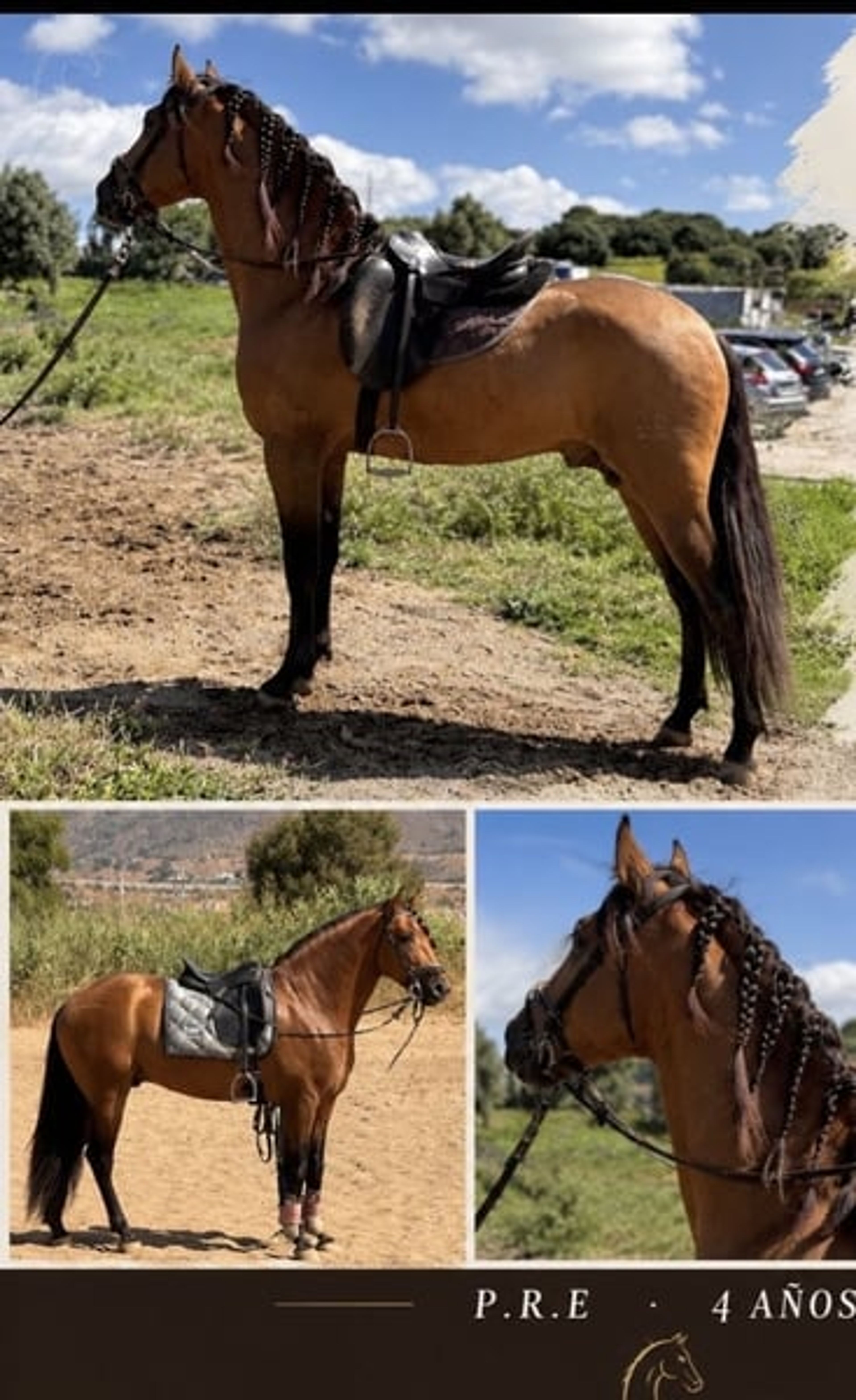 4-year-old P.R.E. stallion - Image 3