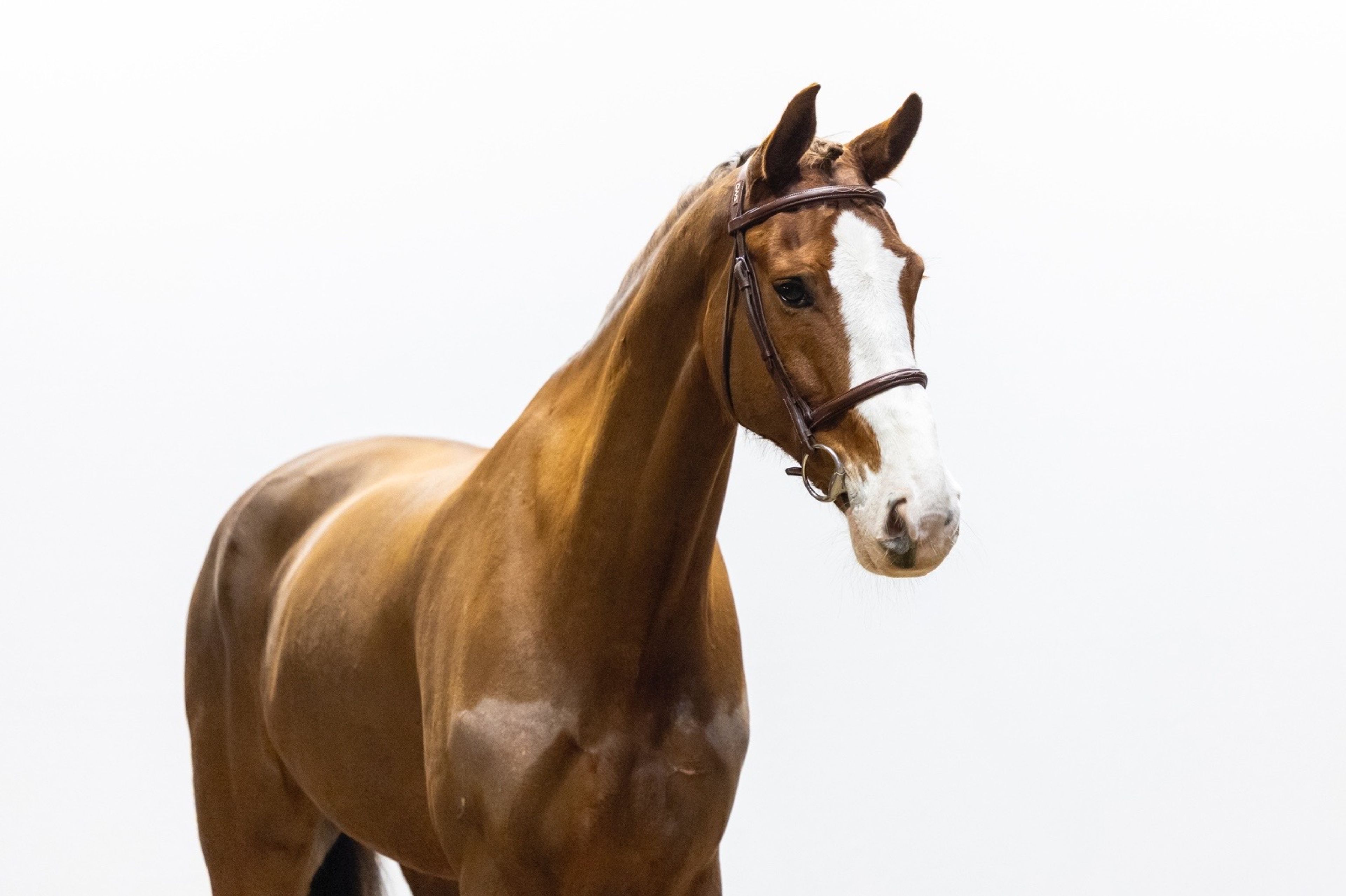 Kingston (ZIROCCO BLUE VDL x HEMMINGWAY) - Image 1