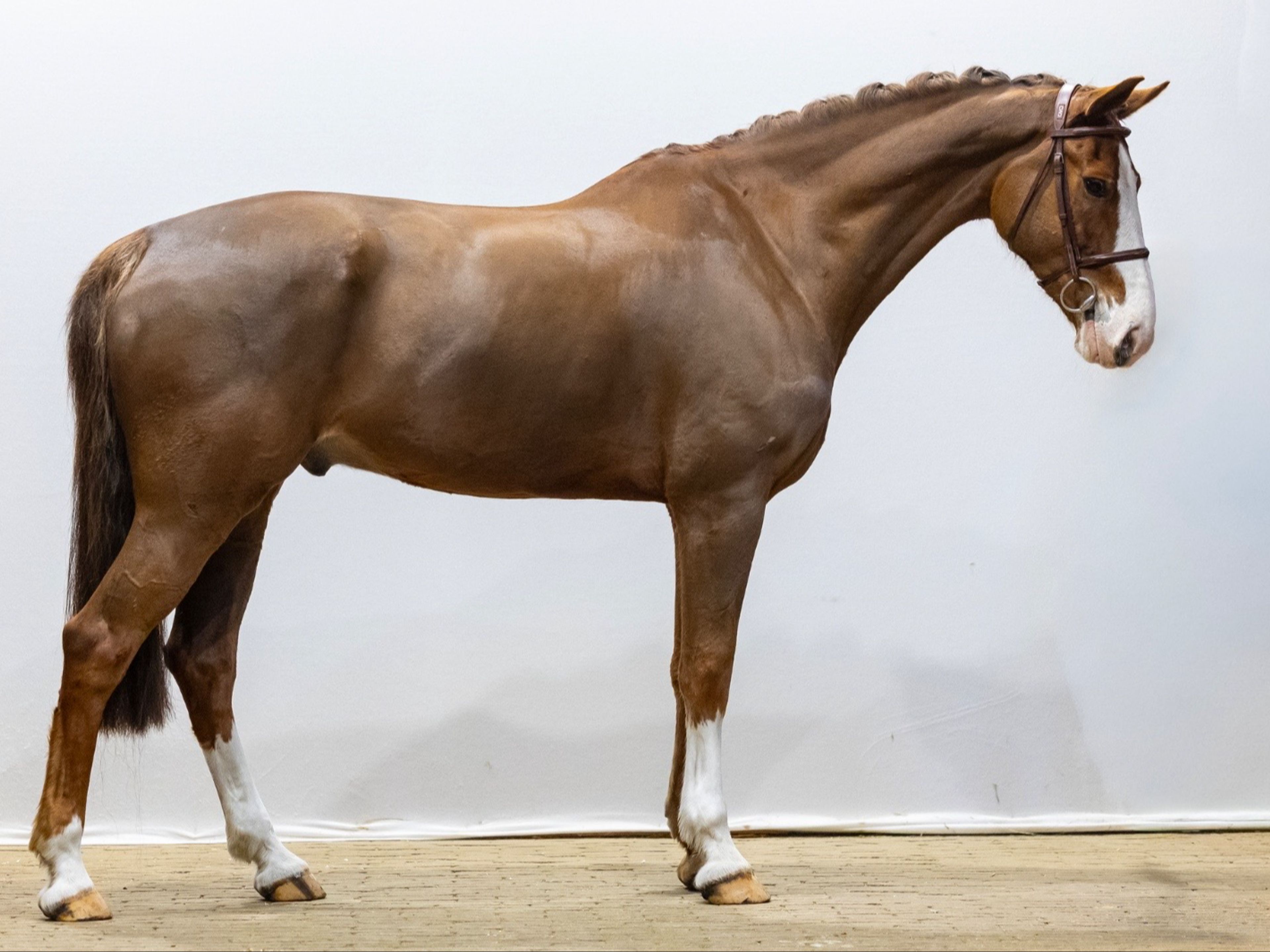 Kingston (ZIROCCO BLUE VDL x HEMMINGWAY) - Image 2