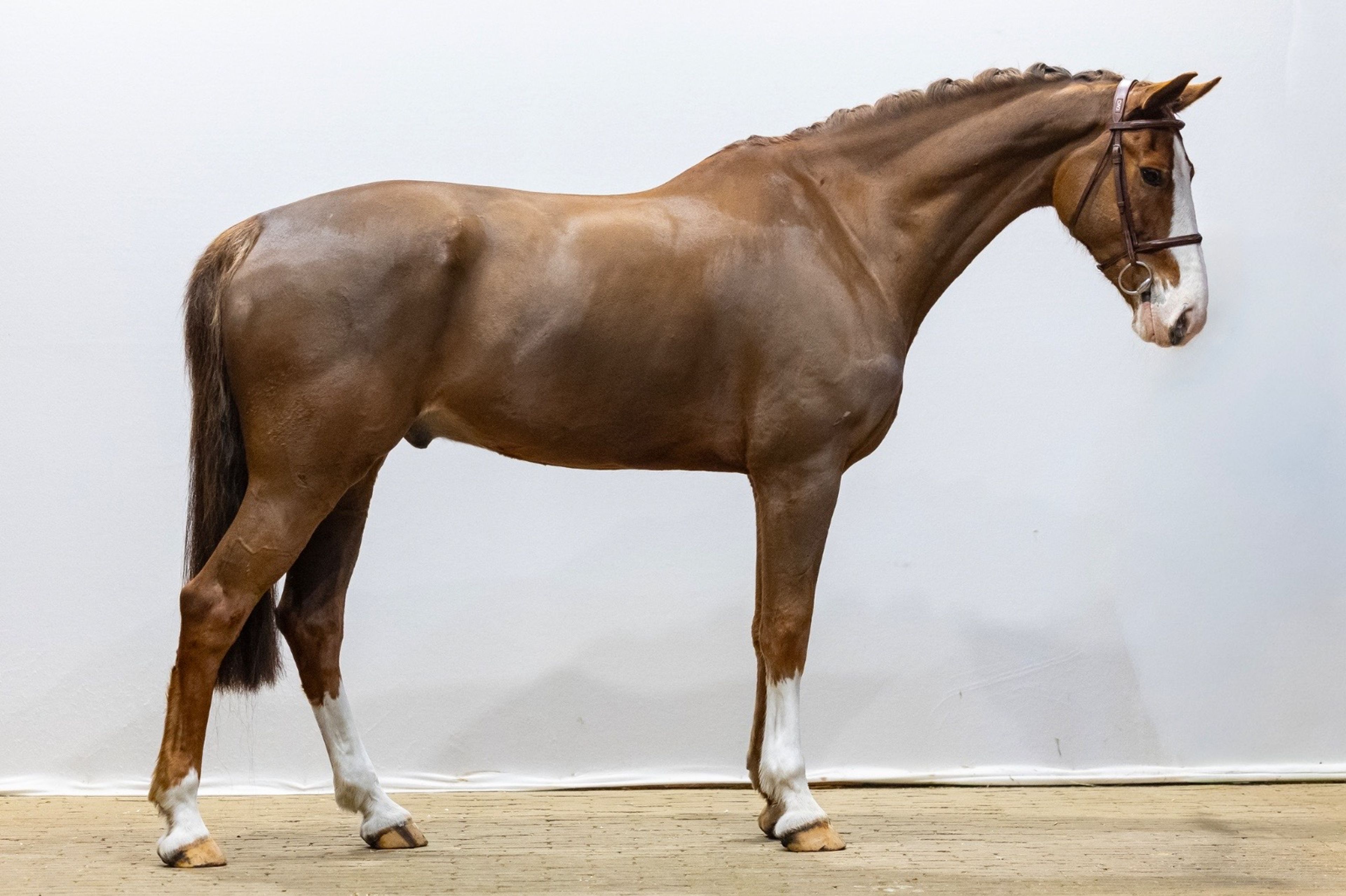Kingston (ZIROCCO BLUE VDL x HEMMINGWAY) - Image 3