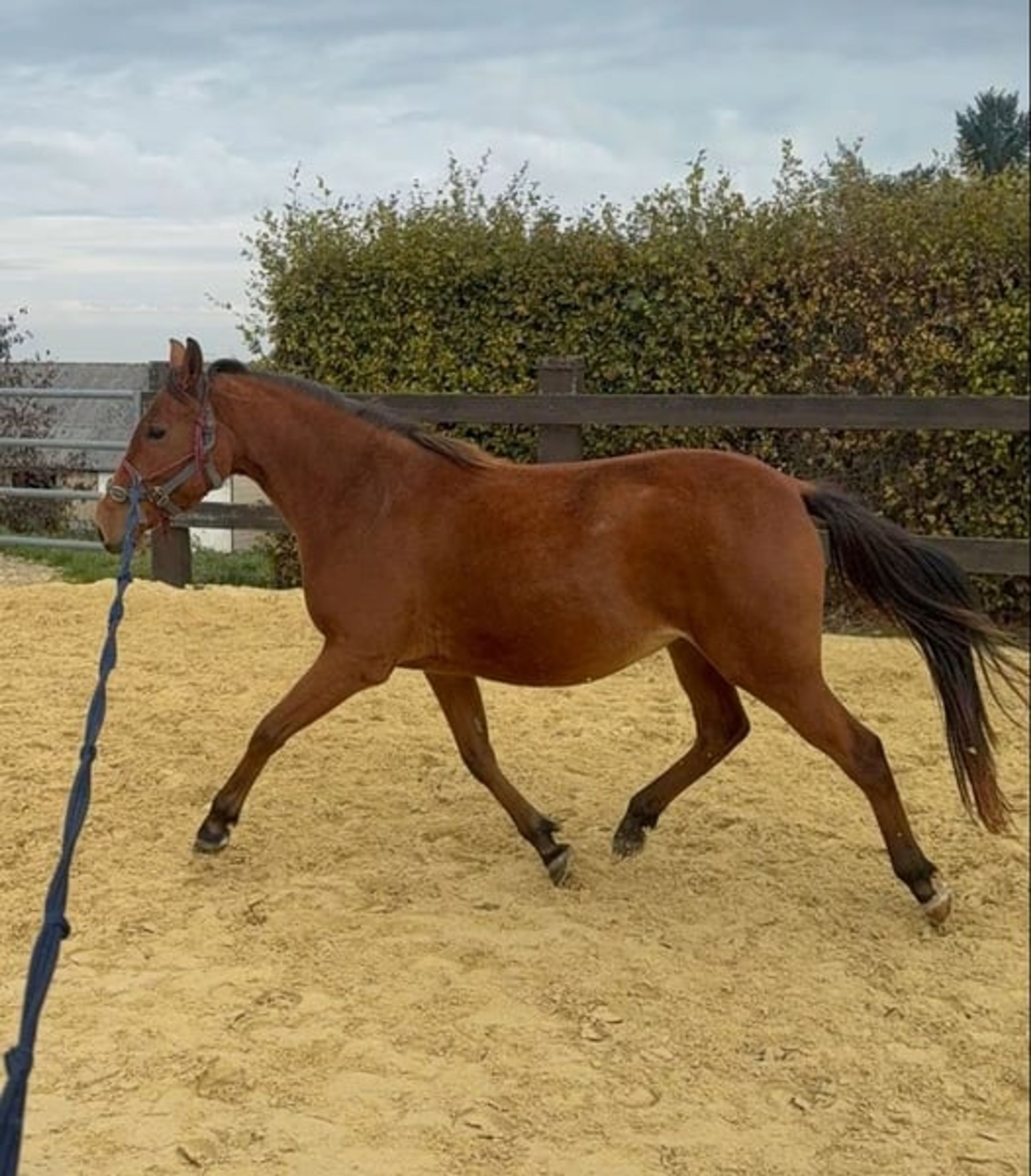 Beautiful athletic pony mare – 3 years old