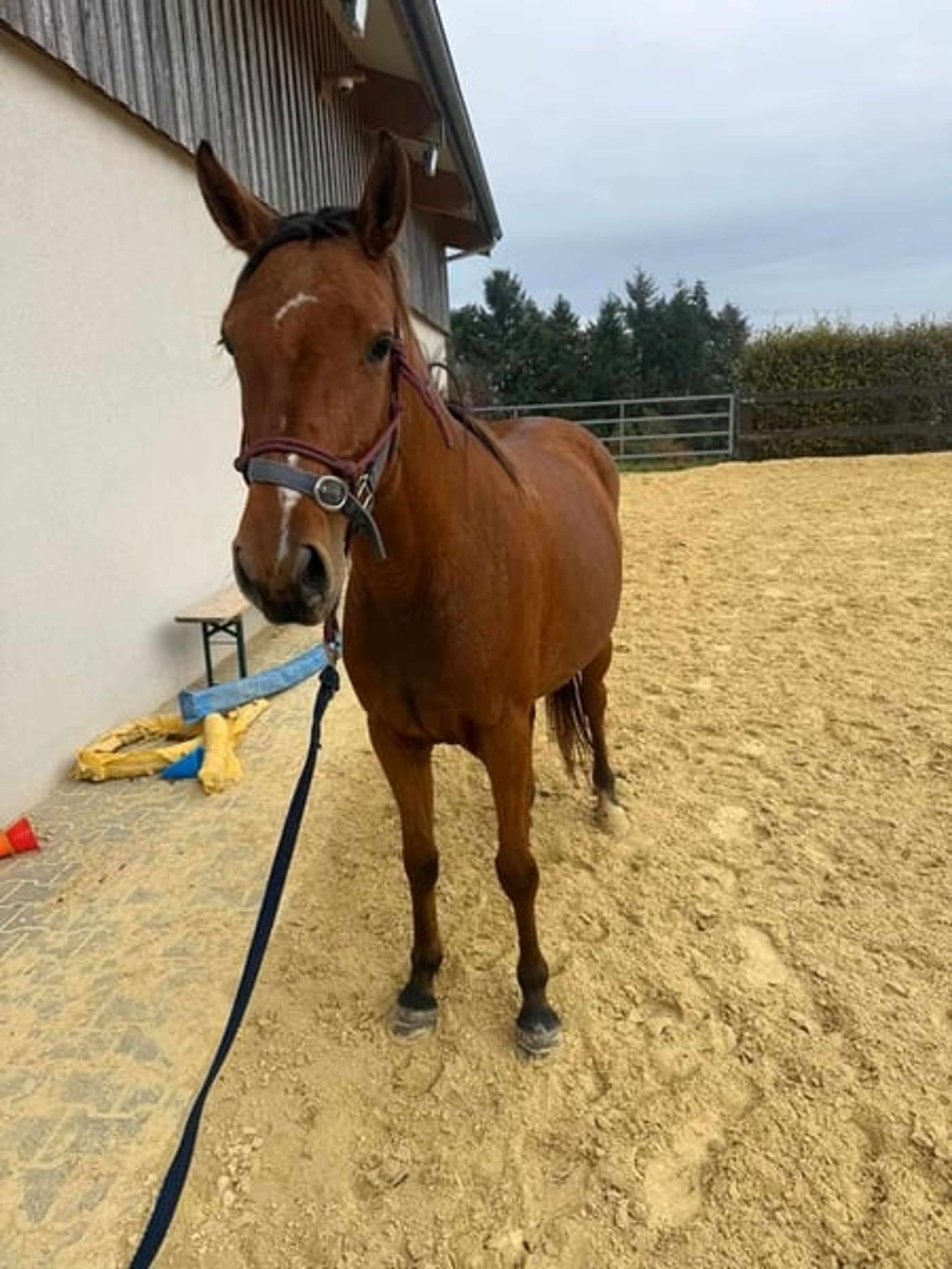 Beautiful athletic pony mare – 3 years old - Image 2