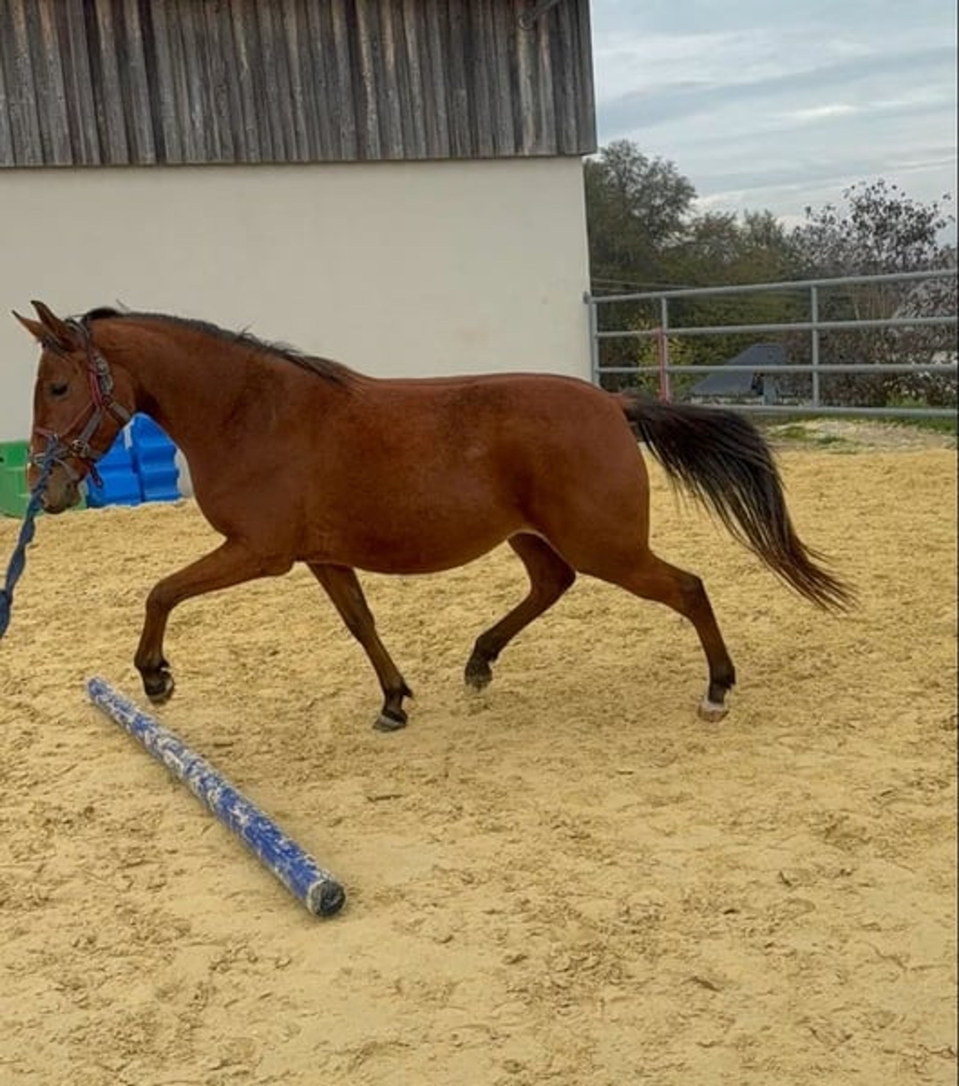 Beautiful athletic pony mare – 3 years old - Image 3