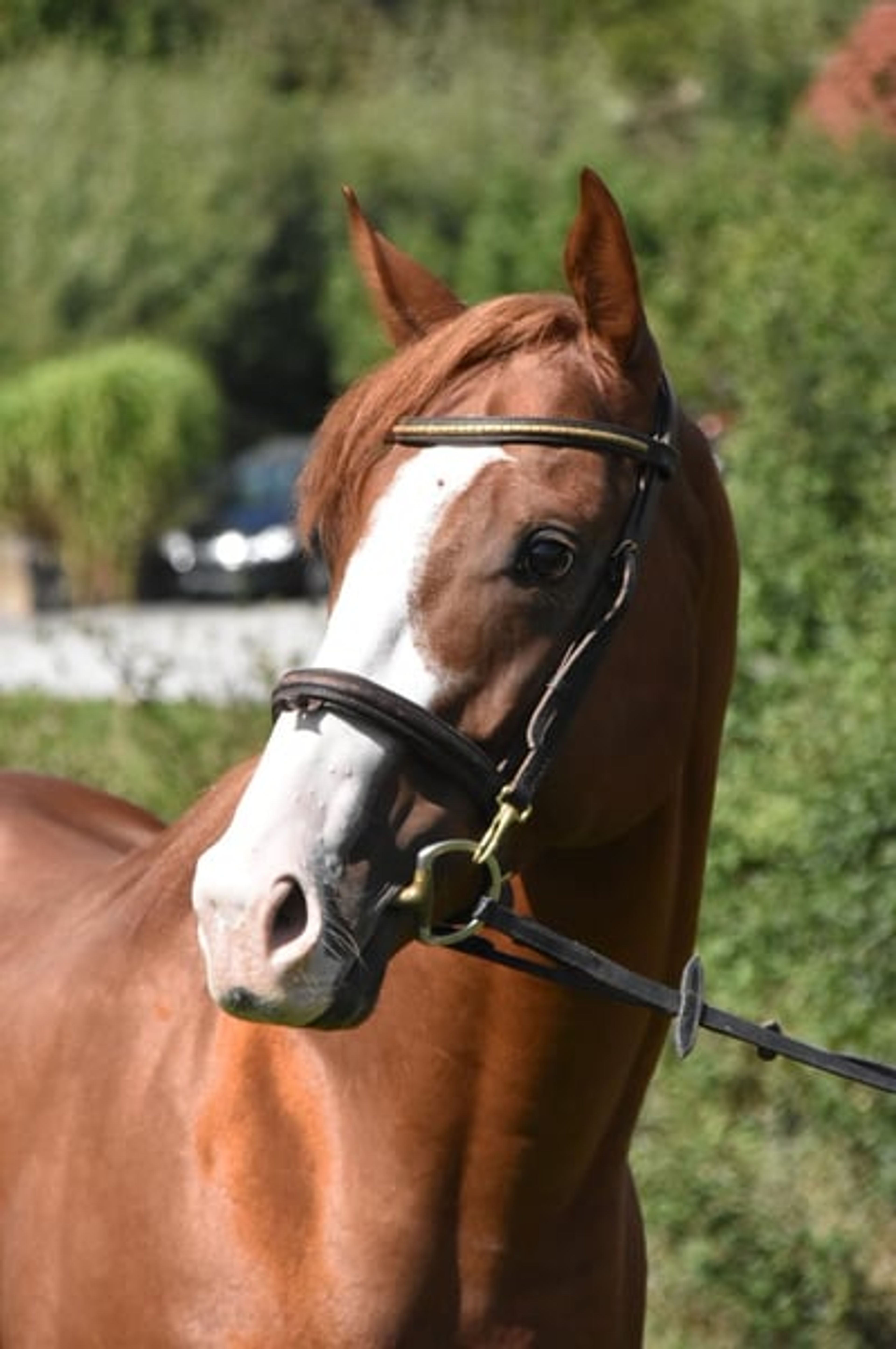 Leisure horse, endurance horse, gelding