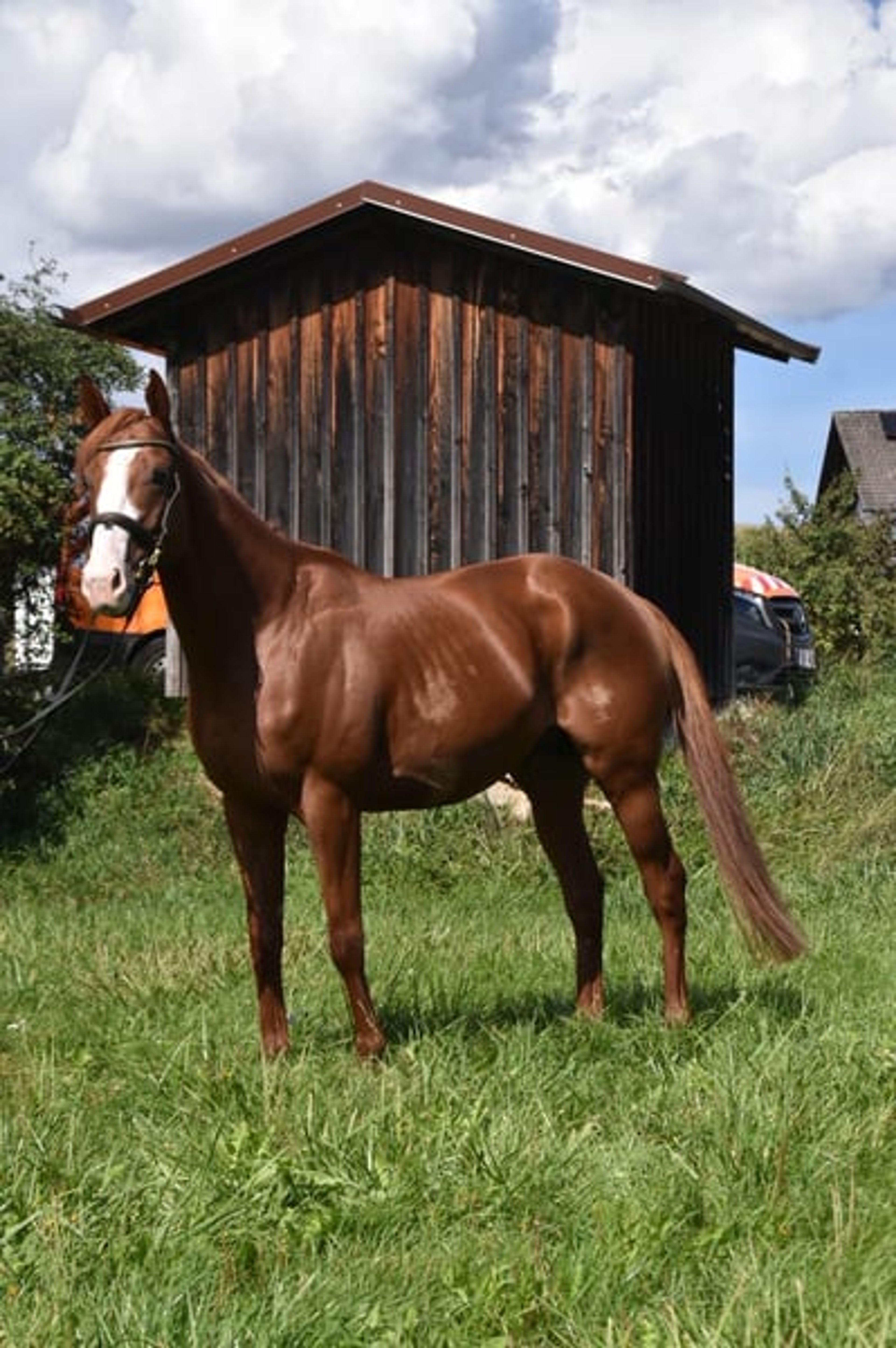Leisure horse, endurance horse, gelding - Image 2