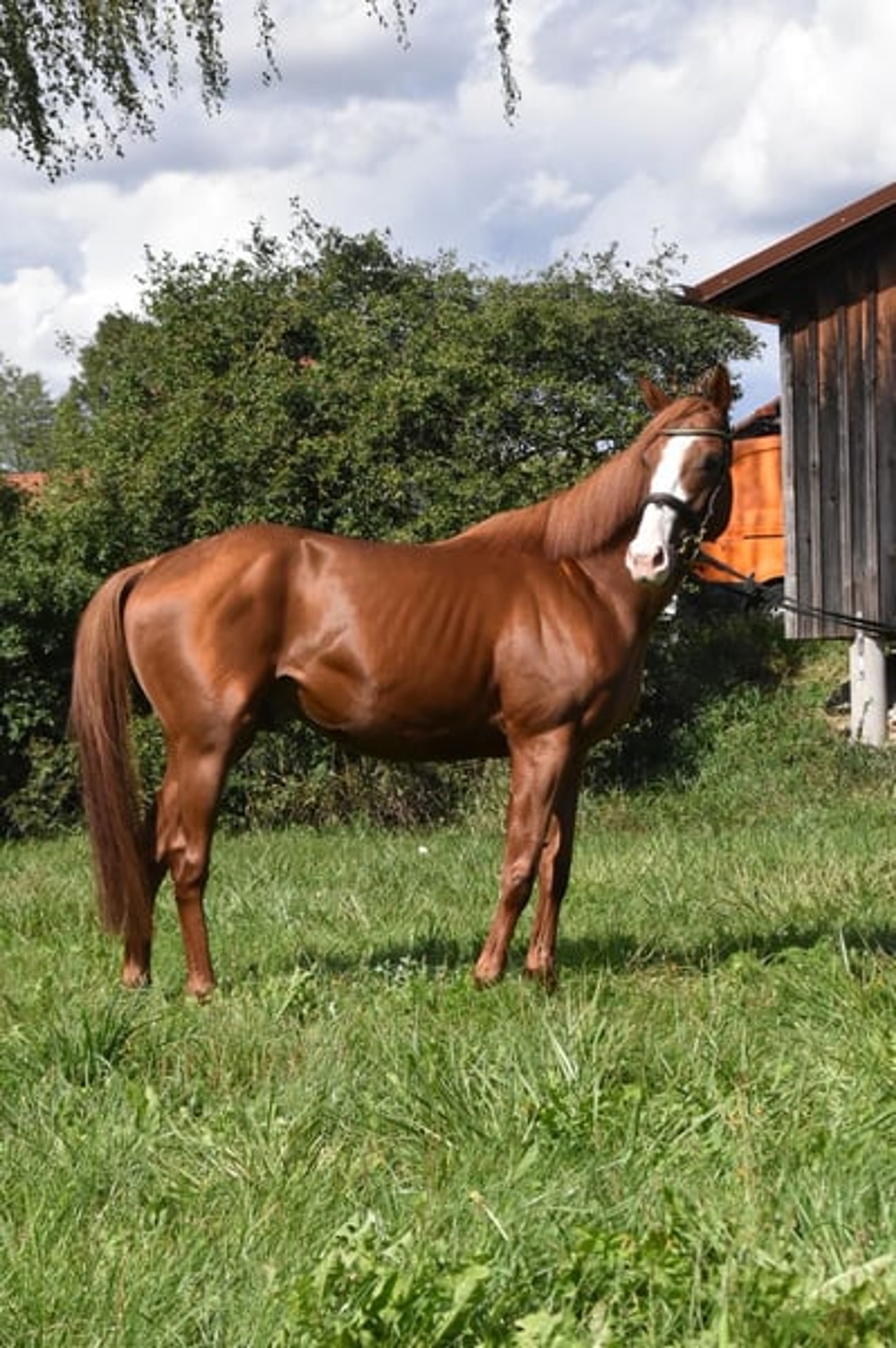 Leisure horse, endurance horse, gelding - Image 3