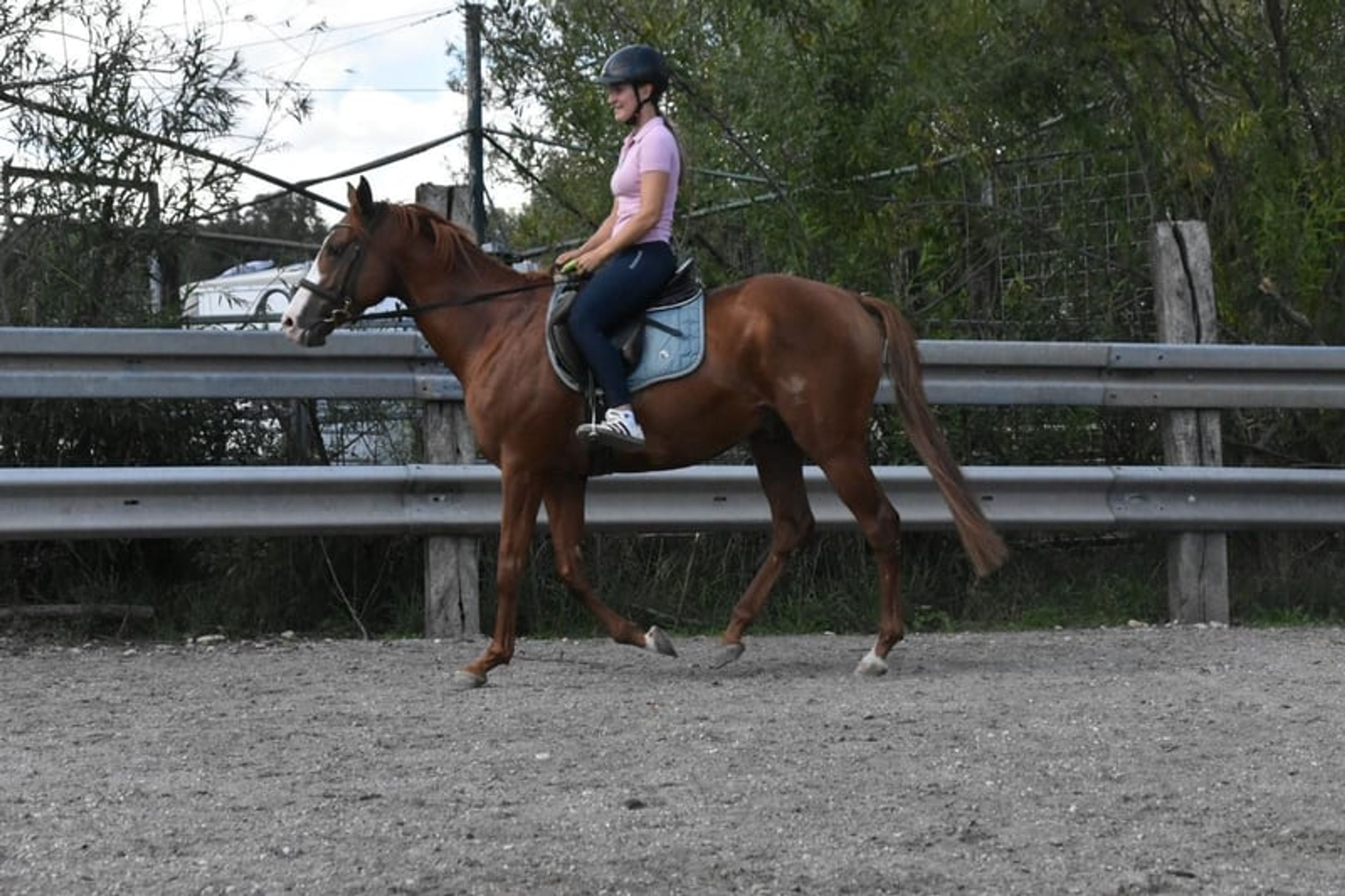 Leisure horse, endurance horse, gelding - Image 4