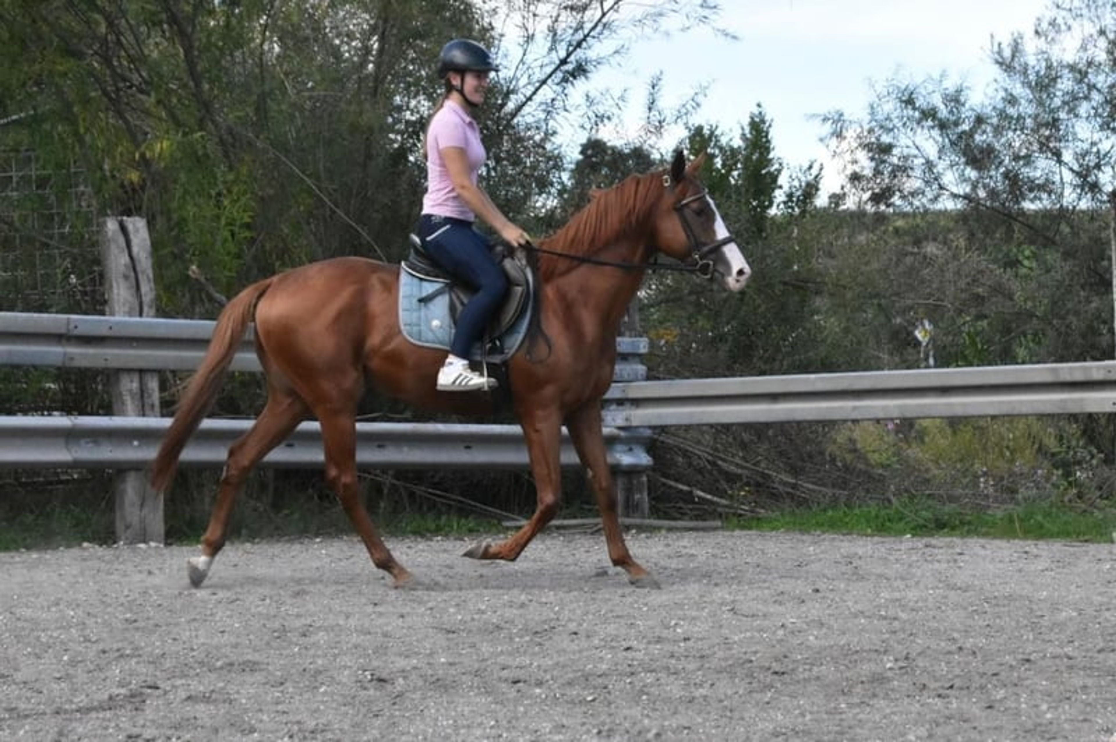 Leisure horse, endurance horse, gelding - Image 5