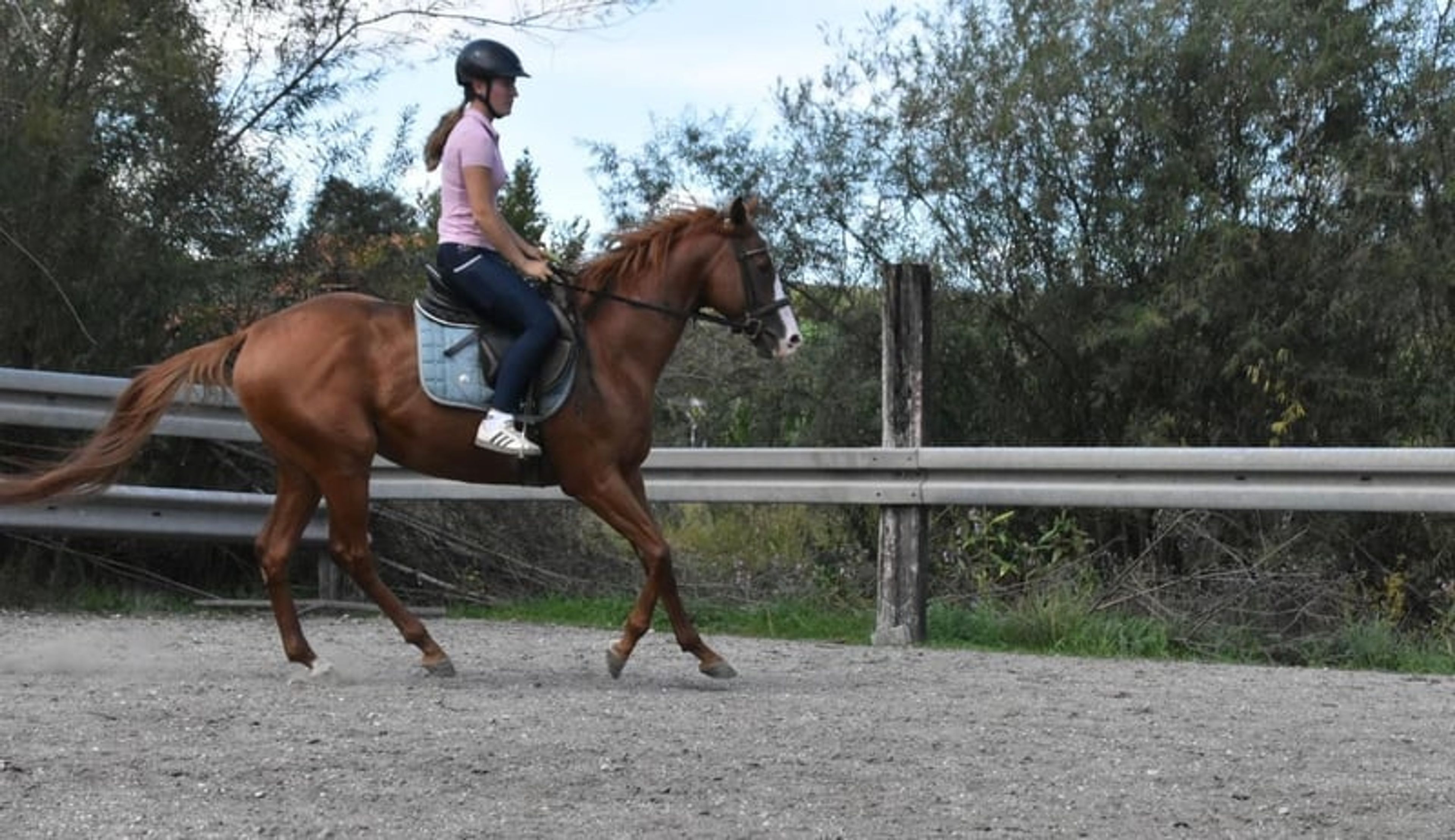 Leisure horse, endurance horse, gelding - Image 7