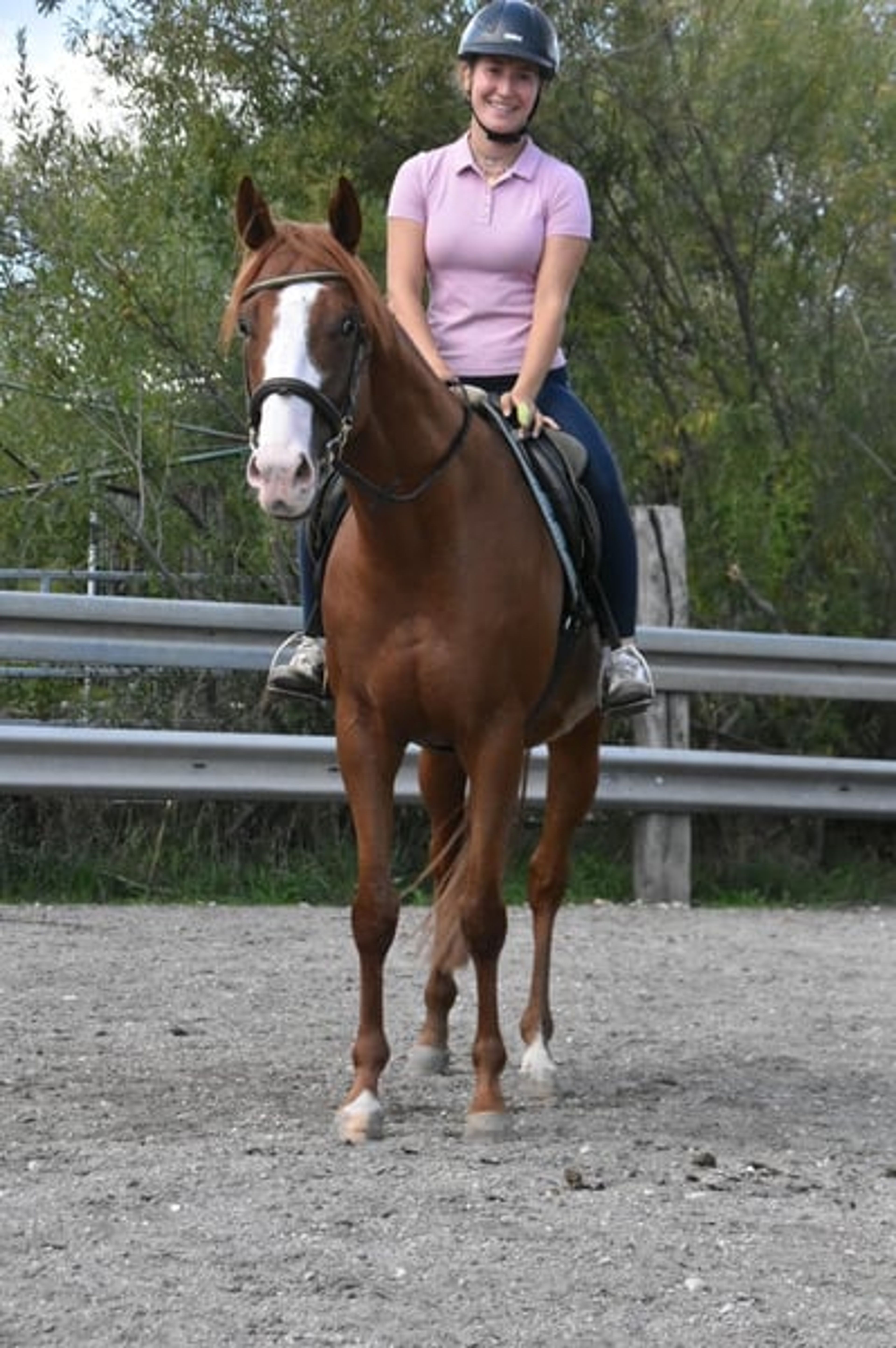 Leisure horse, endurance horse, gelding - Image 8