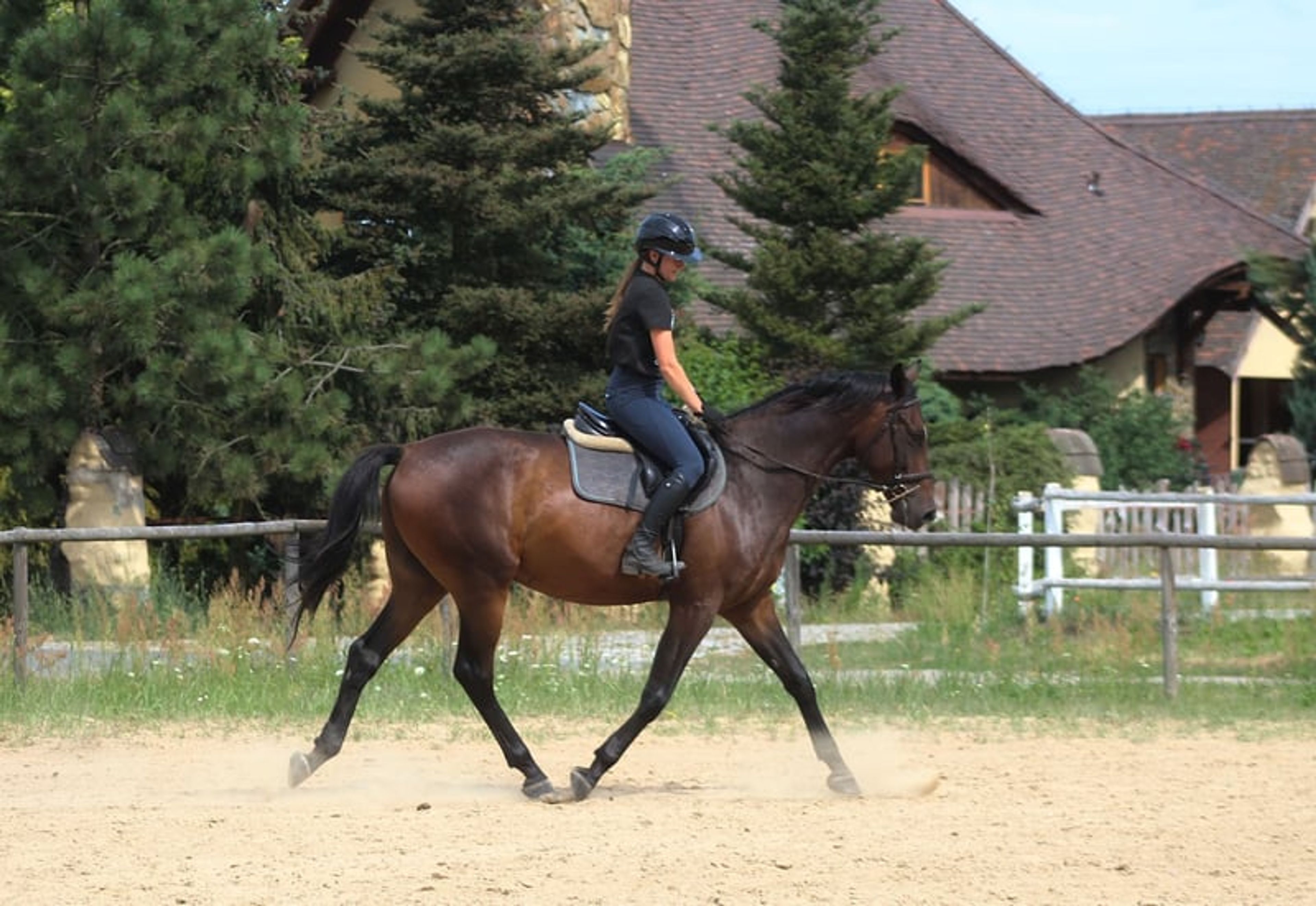 Beautiful chocolate-colored gelding with potential for endurance, trail riding, and dressage