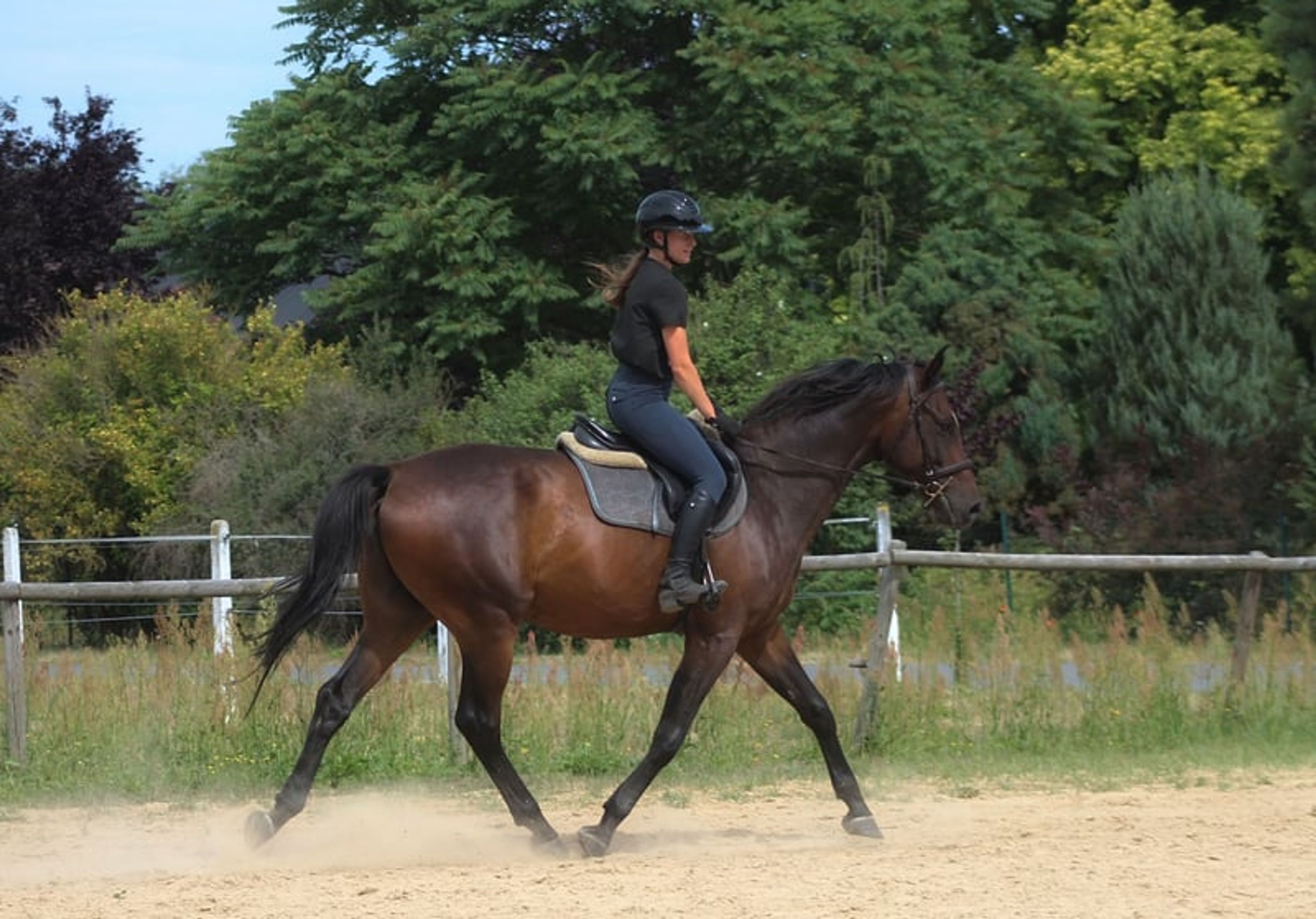 Beautiful chocolate-colored gelding with potential for endurance, trail riding, and dressage - Image 2