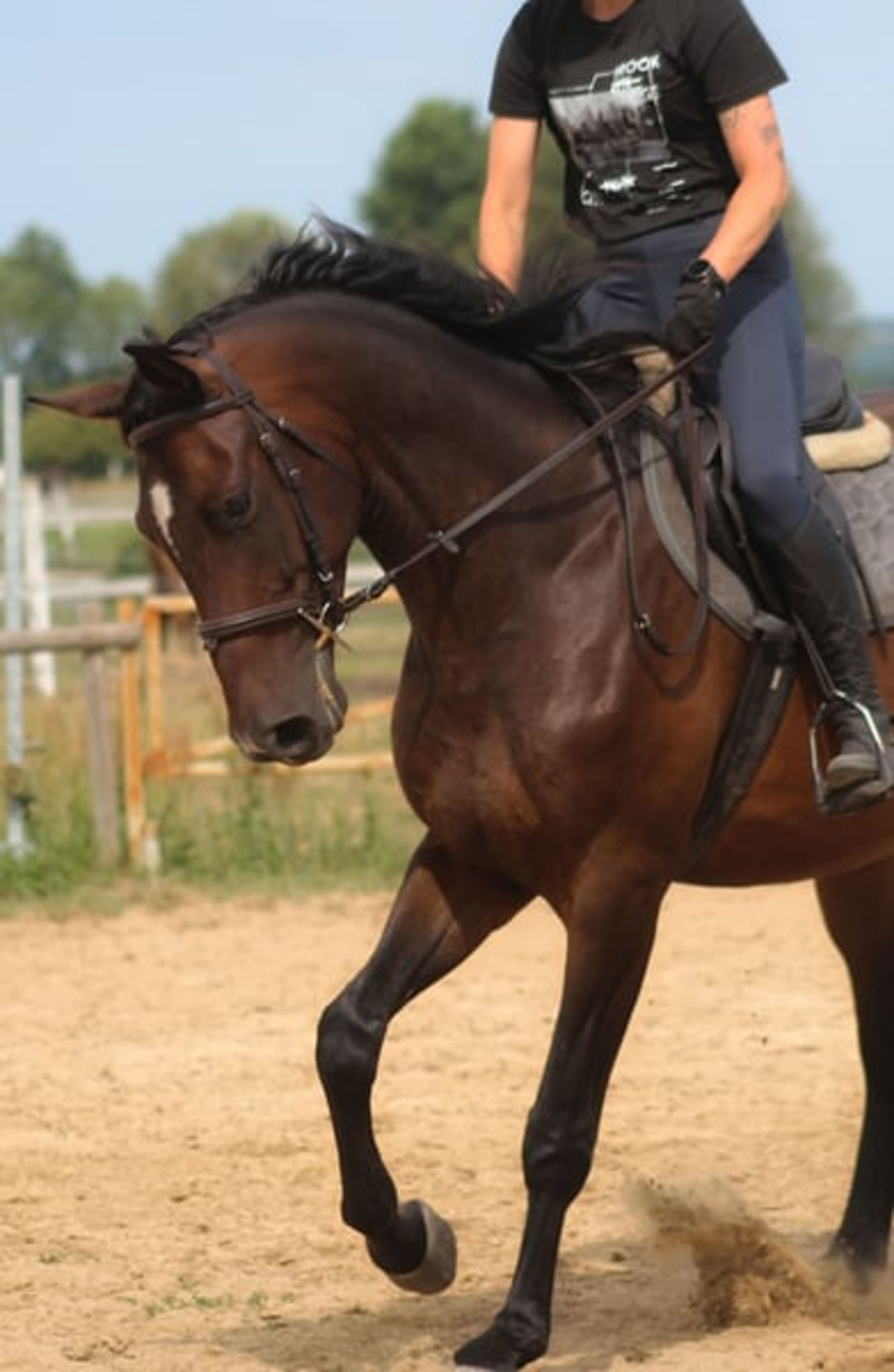 Beautiful chocolate-colored gelding with potential for endurance, trail riding, and dressage - Image 3