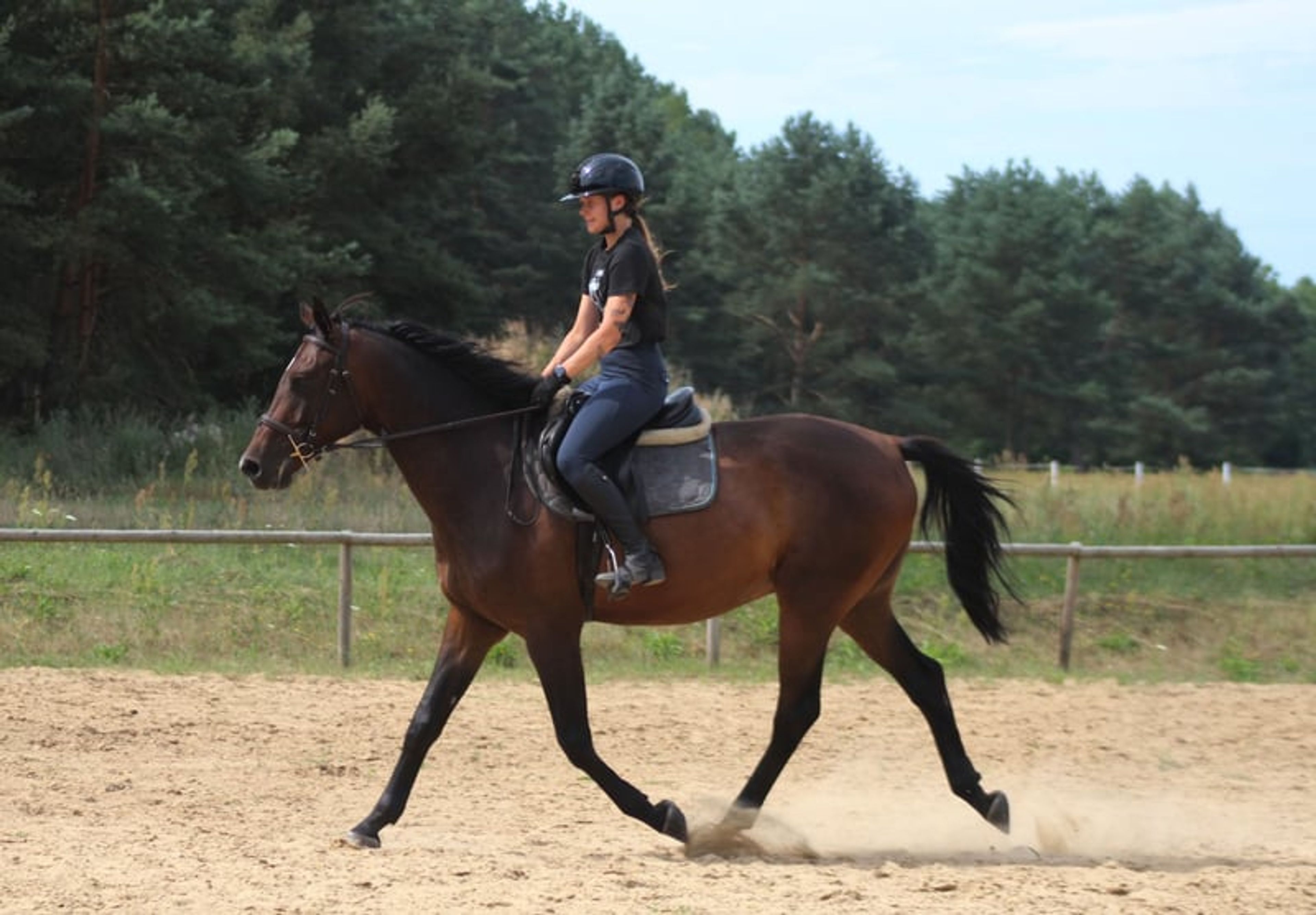 Beautiful chocolate-colored gelding with potential for endurance, trail riding, and dressage - Image 5