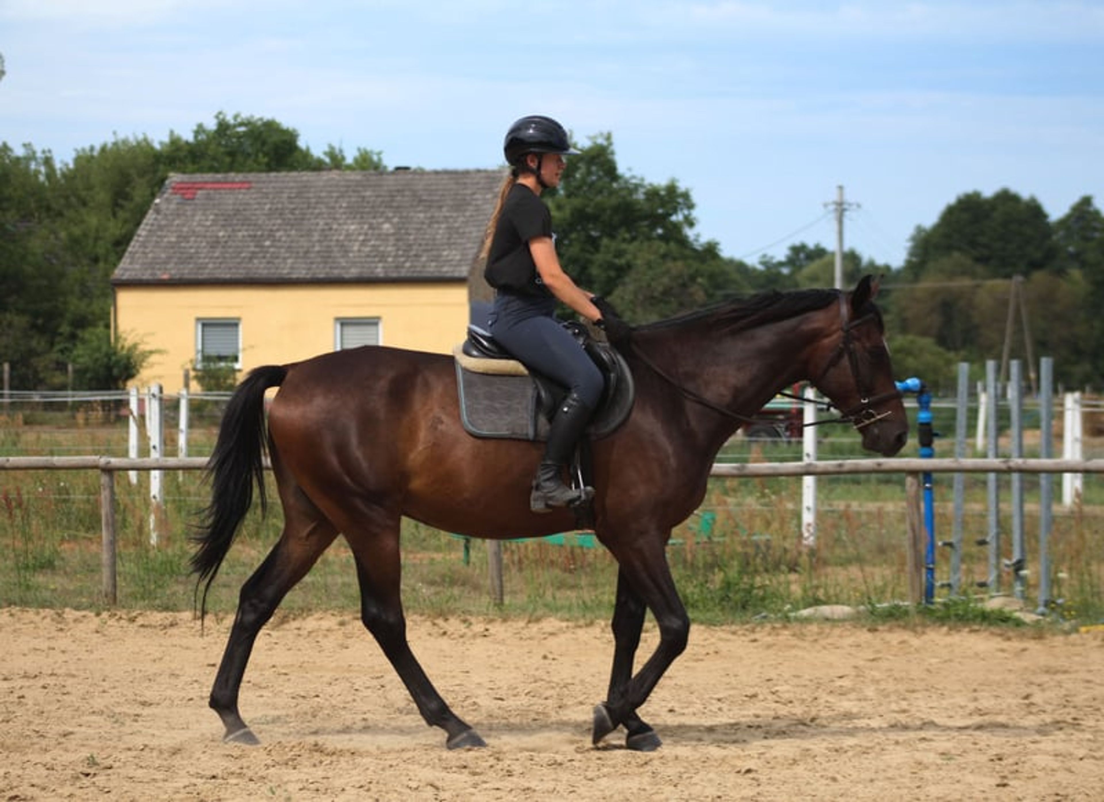 Beautiful chocolate-colored gelding with potential for endurance, trail riding, and dressage - Image 6