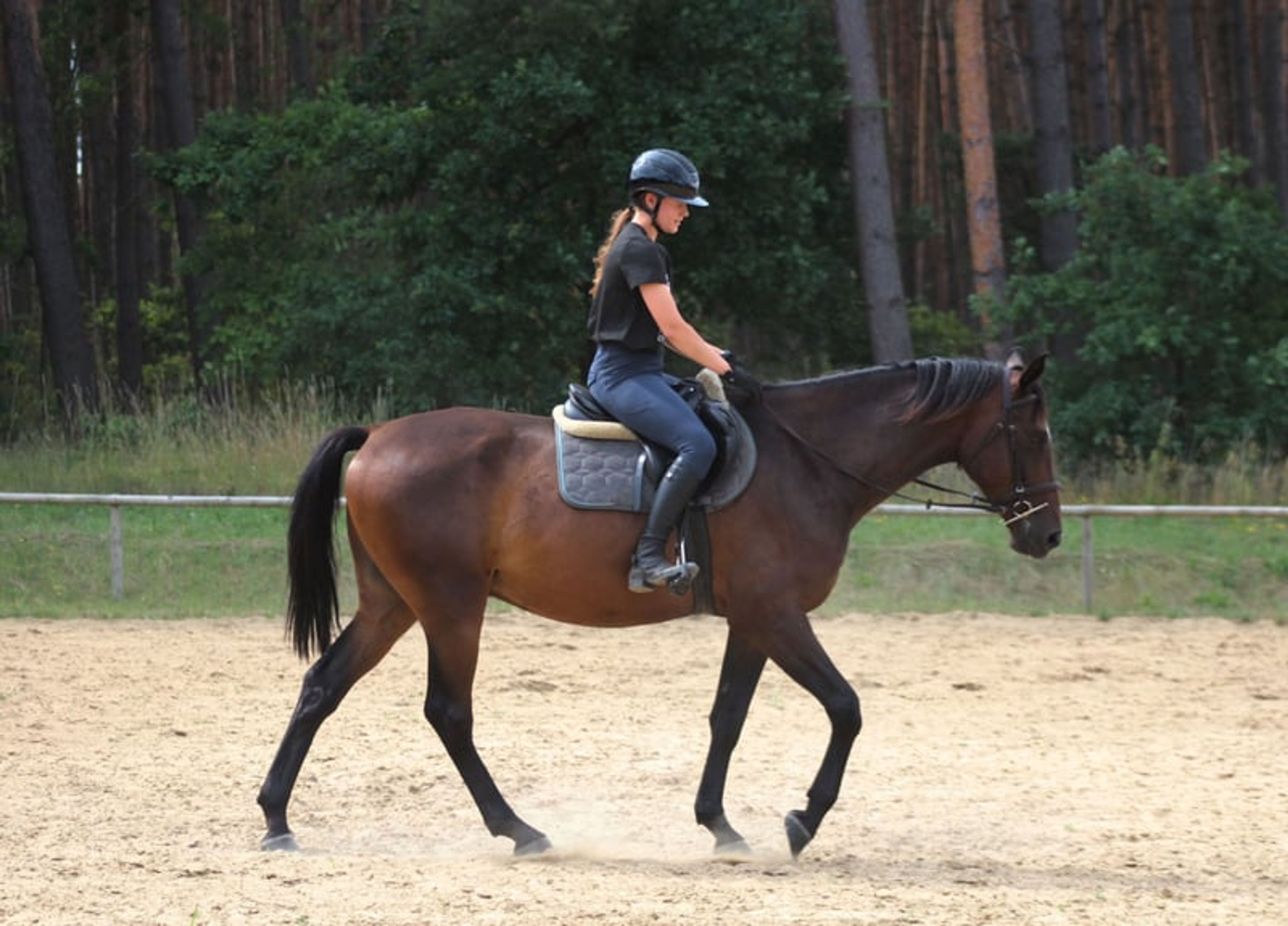 Beautiful chocolate-colored gelding with potential for endurance, trail riding, and dressage - Image 7