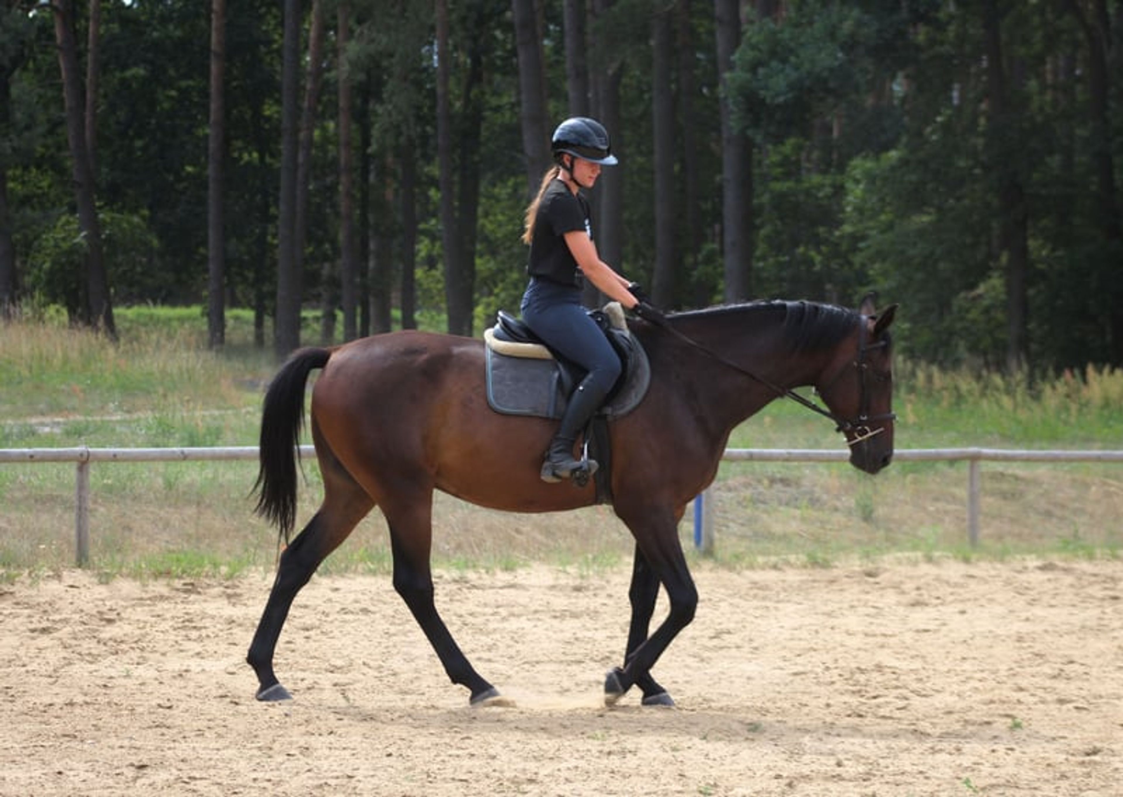 Beautiful chocolate-colored gelding with potential for endurance, trail riding, and dressage - Image 8