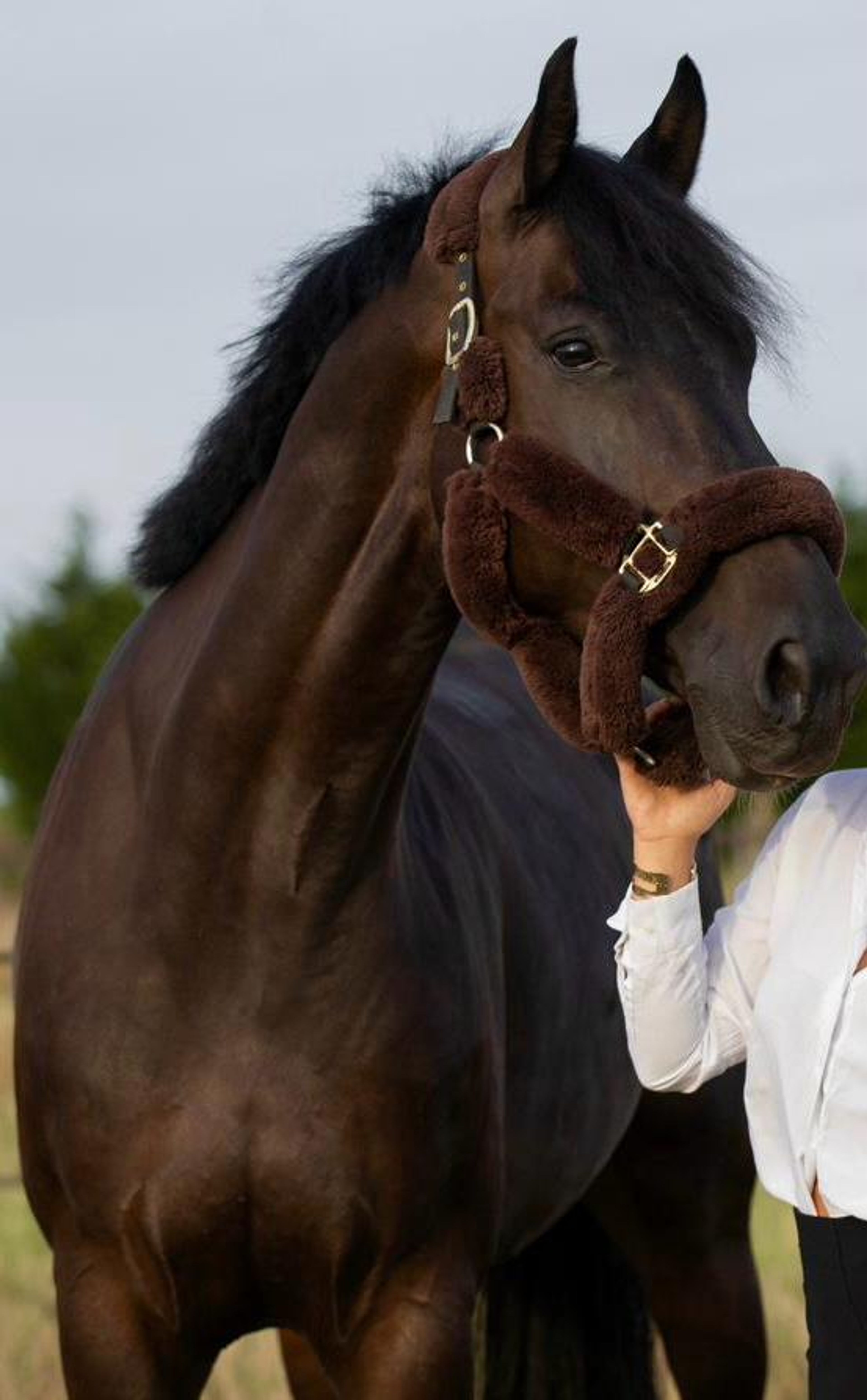 Shotgun vd Brouwershoeve (H&M CHILLI WILLI x DARCO) - Image 2