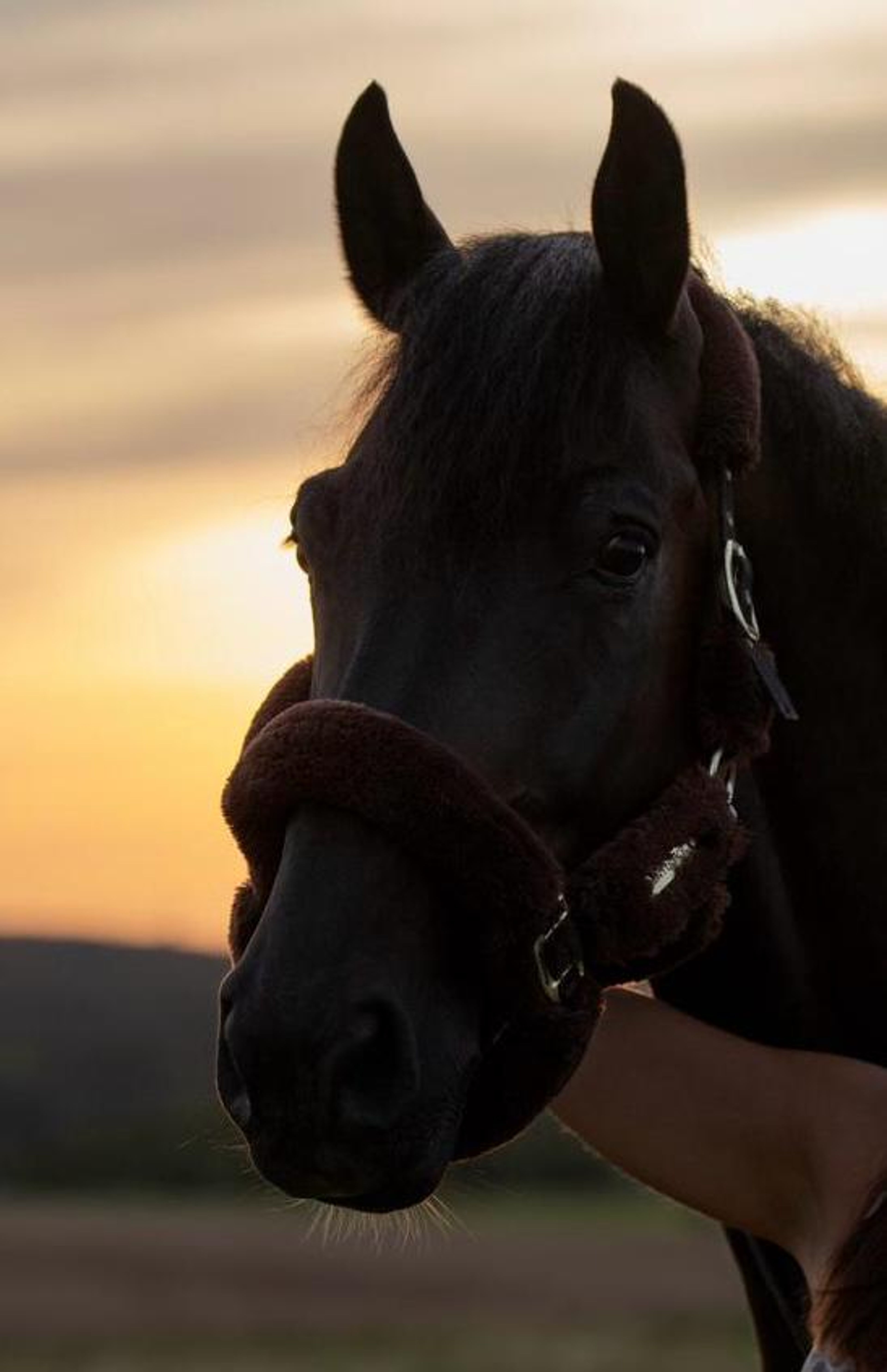 Shotgun vd Brouwershoeve (H&M CHILLI WILLI x DARCO) - Image 3