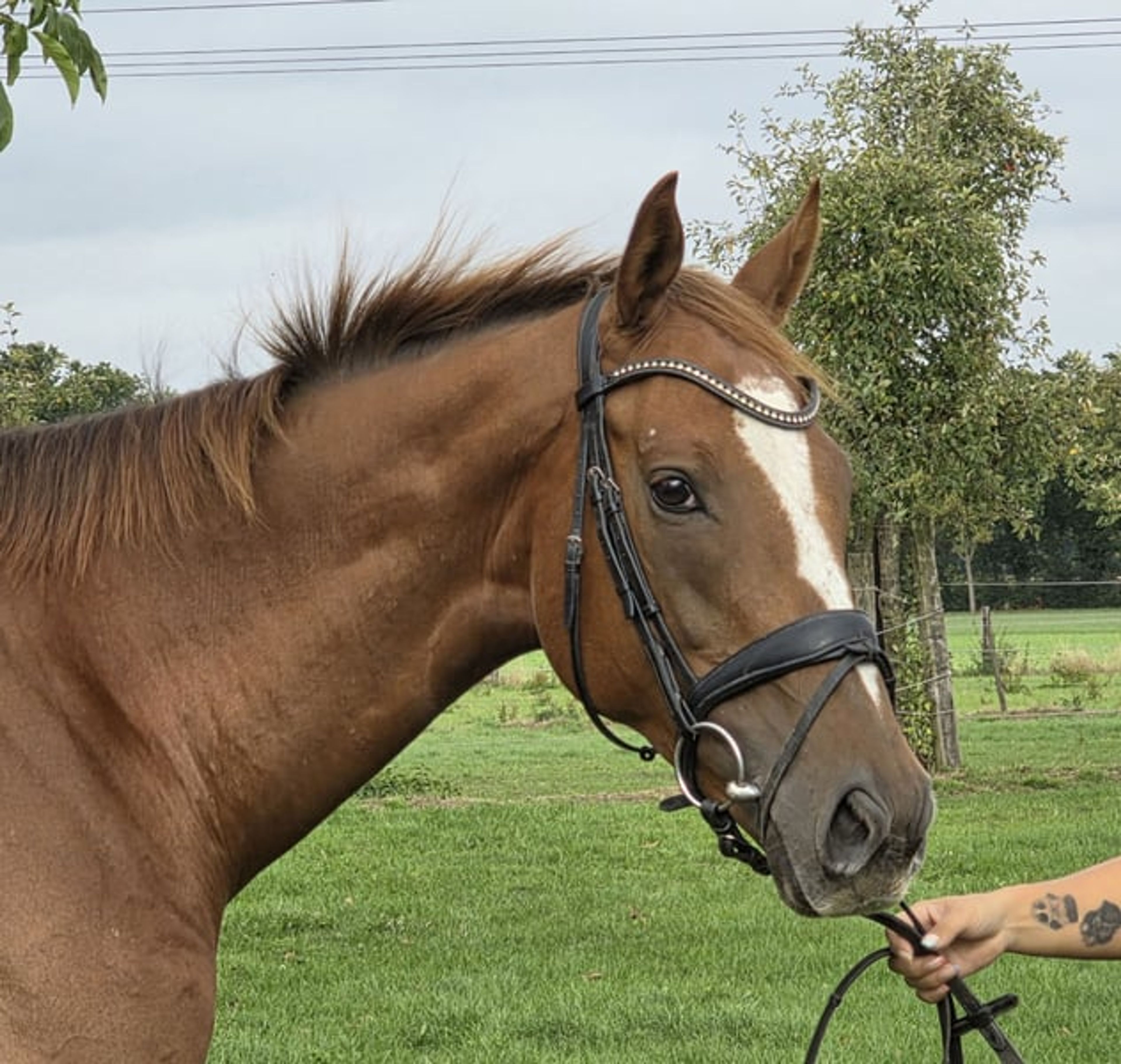 6-year-old Irish gelding, a wonderful family horse!!!