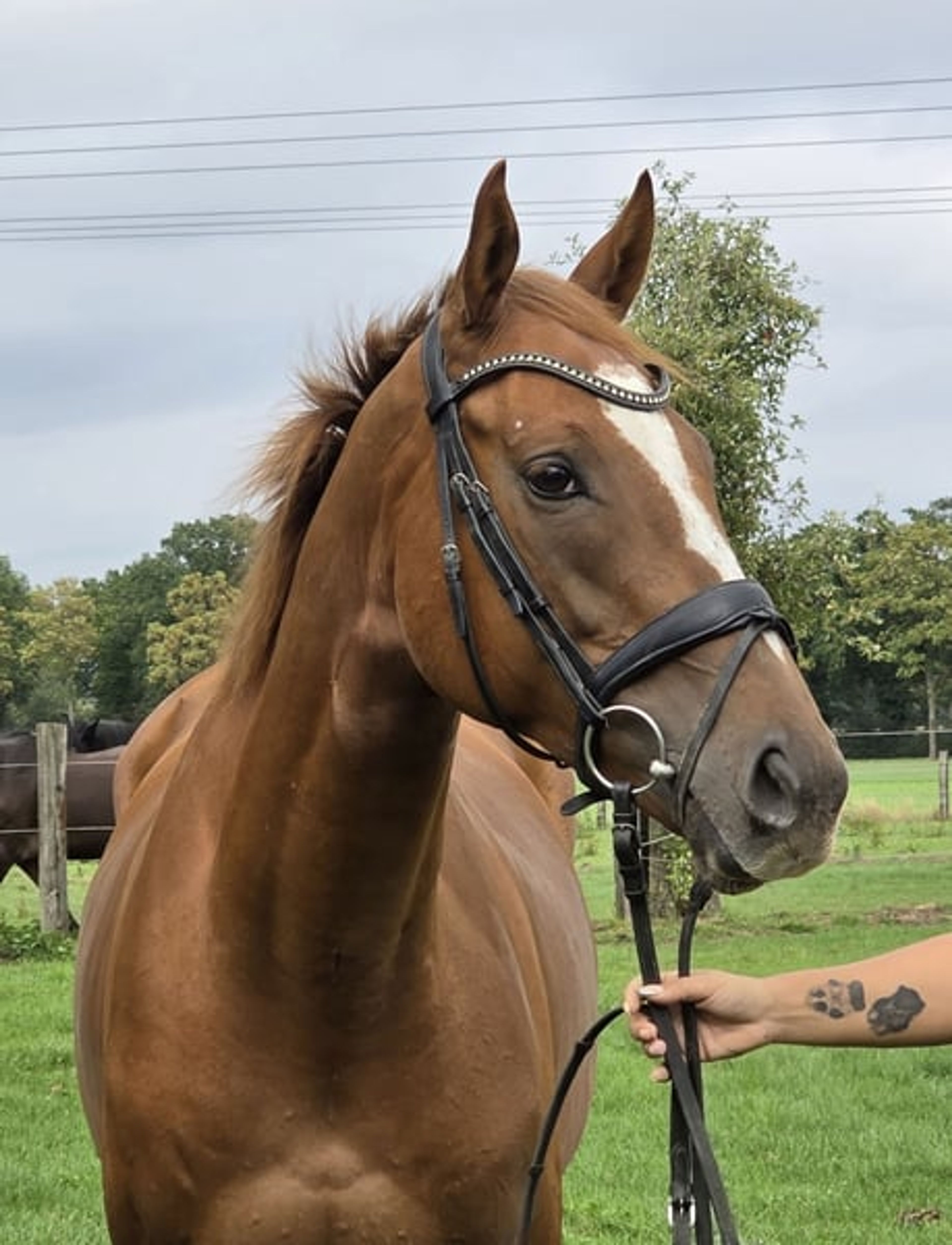 6-year-old Irish gelding, a wonderful family horse!!! - Image 2