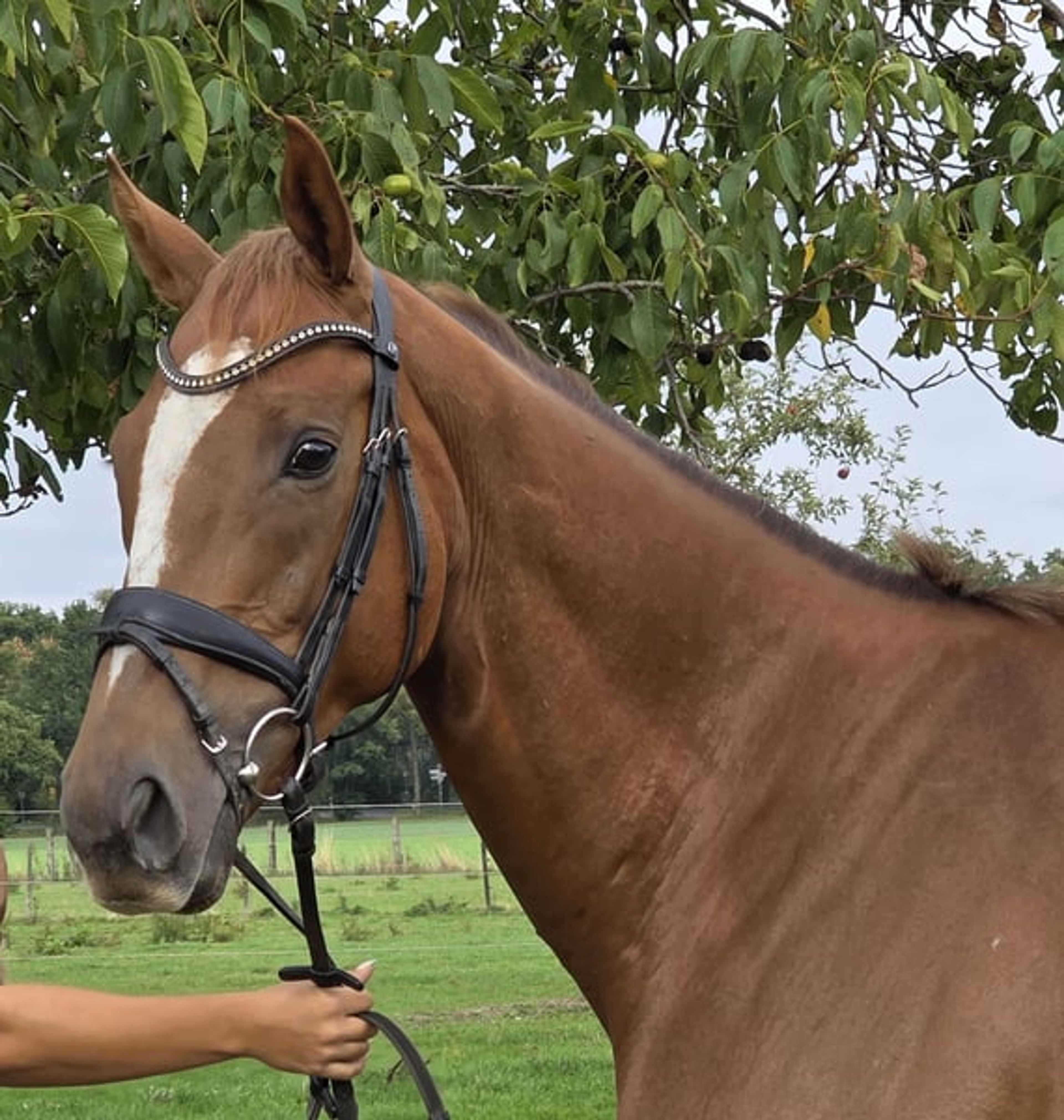 6-year-old Irish gelding, a wonderful family horse!!! - Image 3